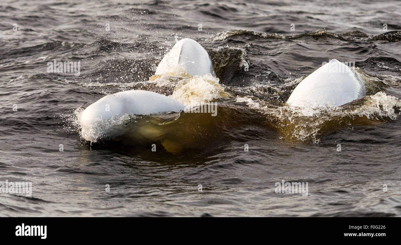 Beluga white whales in the Churchill river in Summer, Churchill, Manitoba, Canada Stock Photo