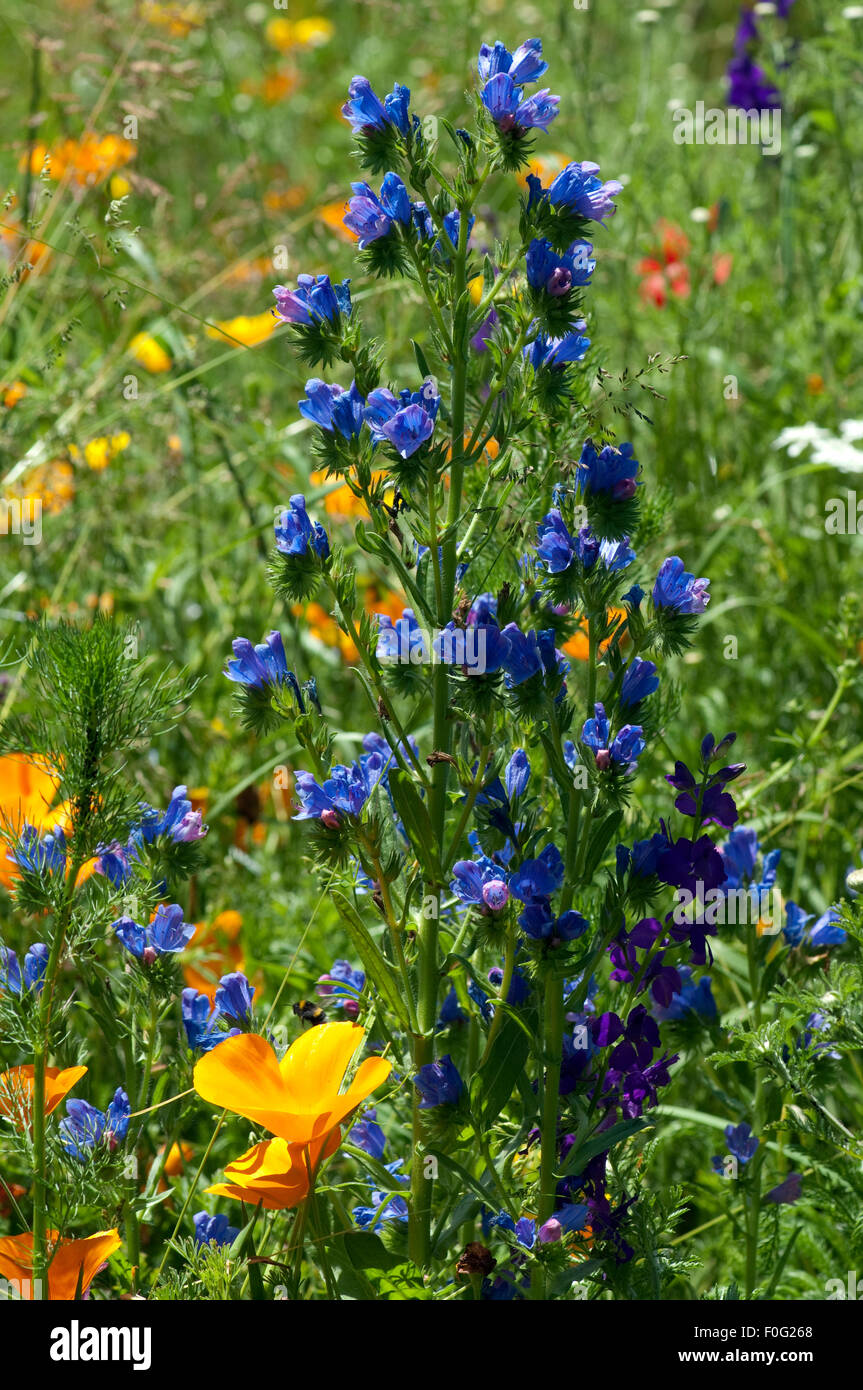 Blauer Natternkopf Echium Vulgare tournées Plante Sauvage pour Bourdons et abeilles