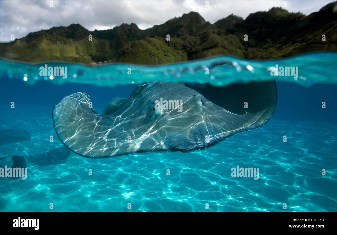 GREY STINGRAY SWIMMING CLOSE TO SURFACE Stock Photo - Alamy