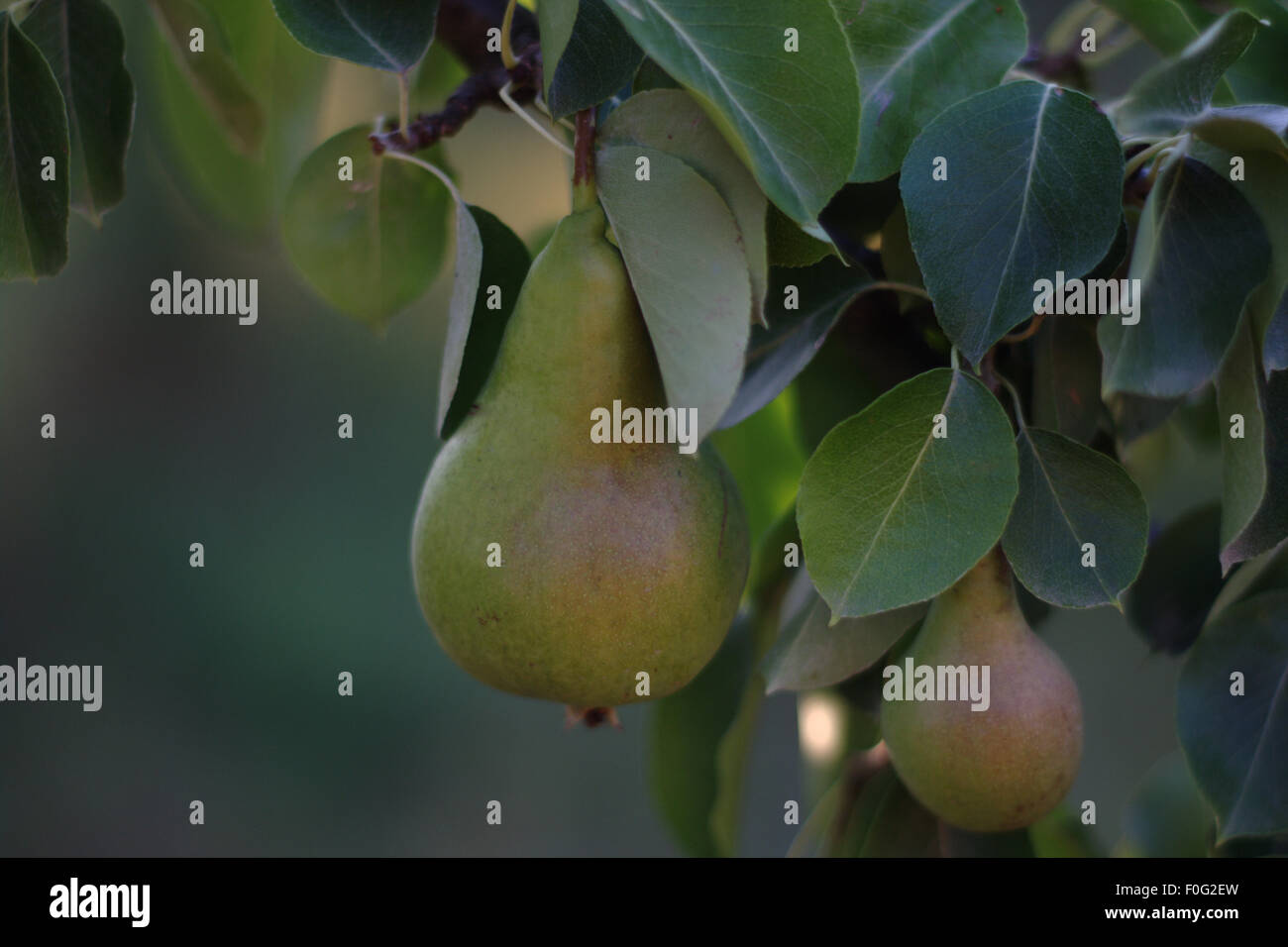Two pears in tree Stock Photo - Alamy