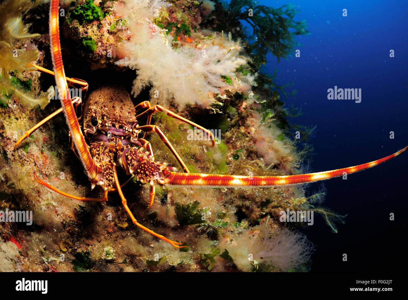 Palinurus elephas hires stock photography and images Alamy