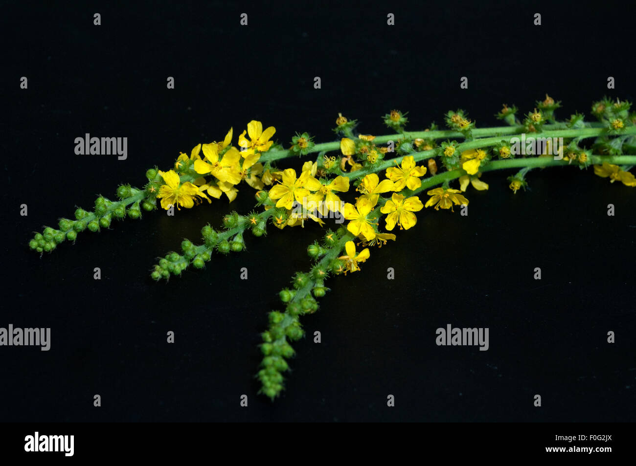 Odermenning; Agrimonia, Eupatoria; Agrimony; Bachbluete; Stock Photo