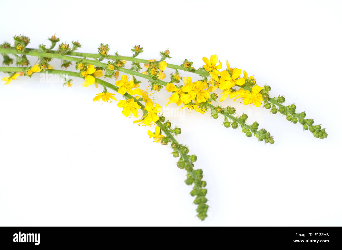 Odermenning; Agrimonia, Eupatoria; Agrimony; Bachbluete; Stock Photo