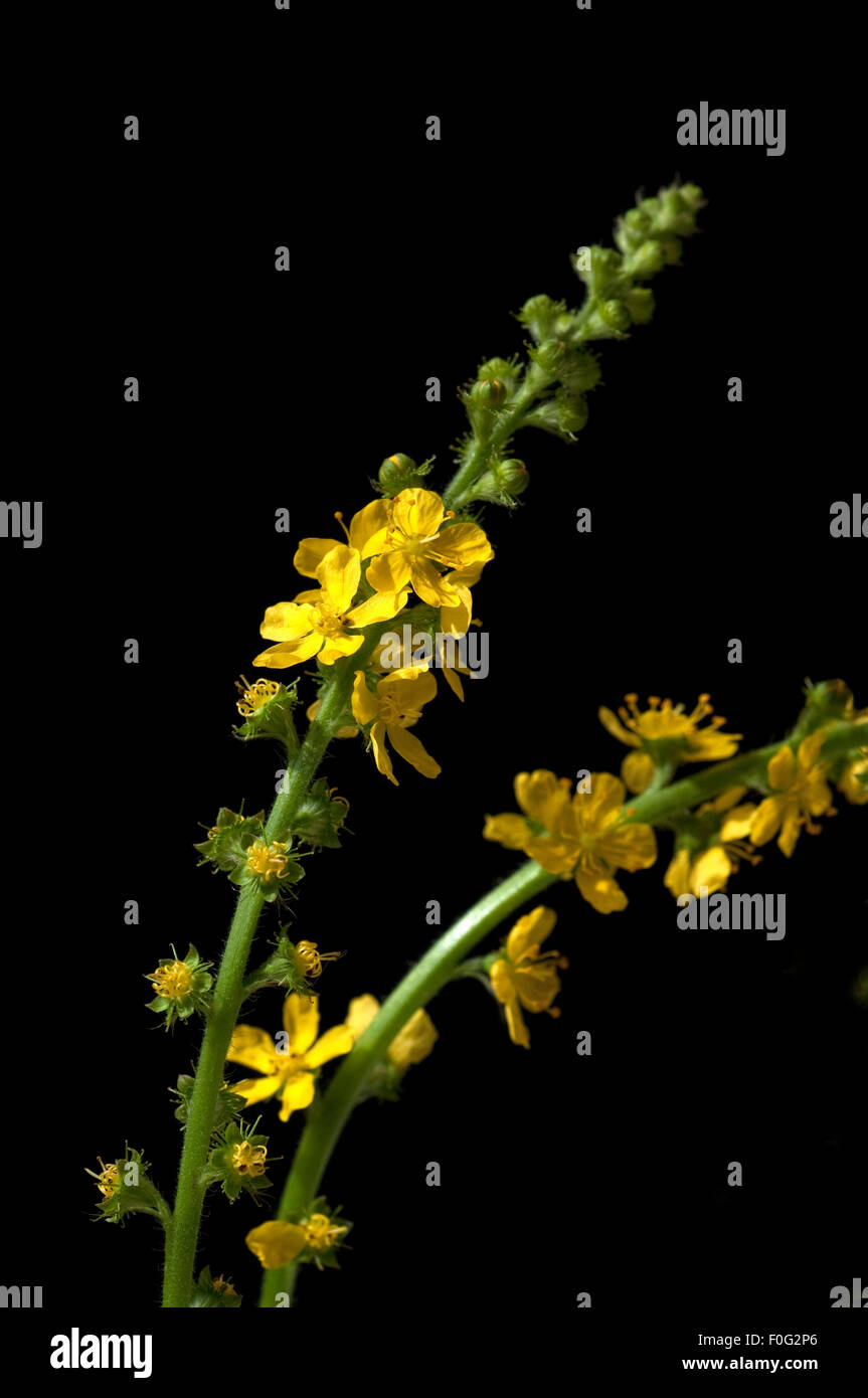 Odermenning; Agrimonia, Eupatoria; Agrimony; Bachbluete; Stock Photo