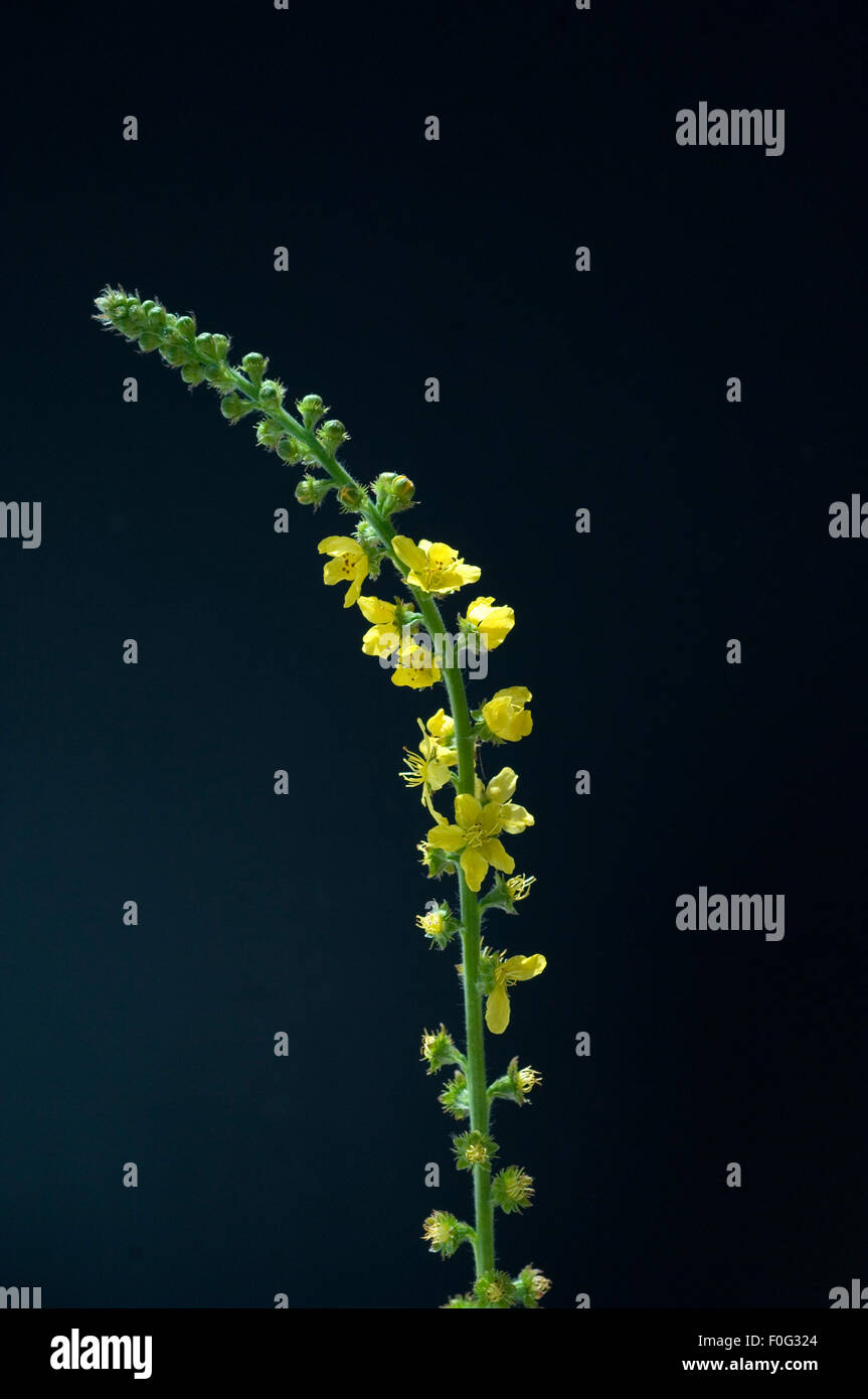 Odermenning, Agrimonia Eupatoria, Stock Photo