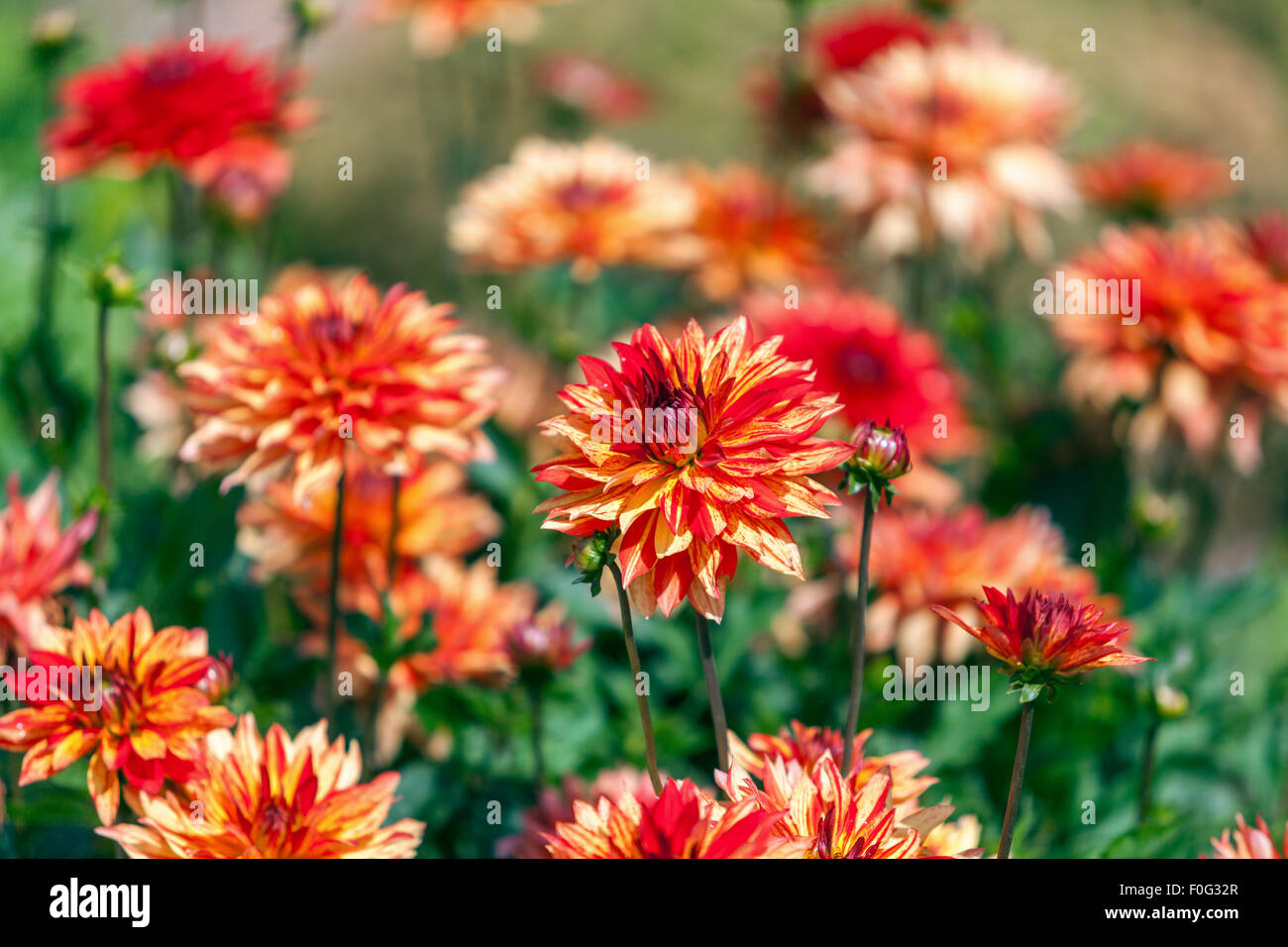 Dahlias garden border flower bed orange flowers Dahlias garden summer Stock Photo