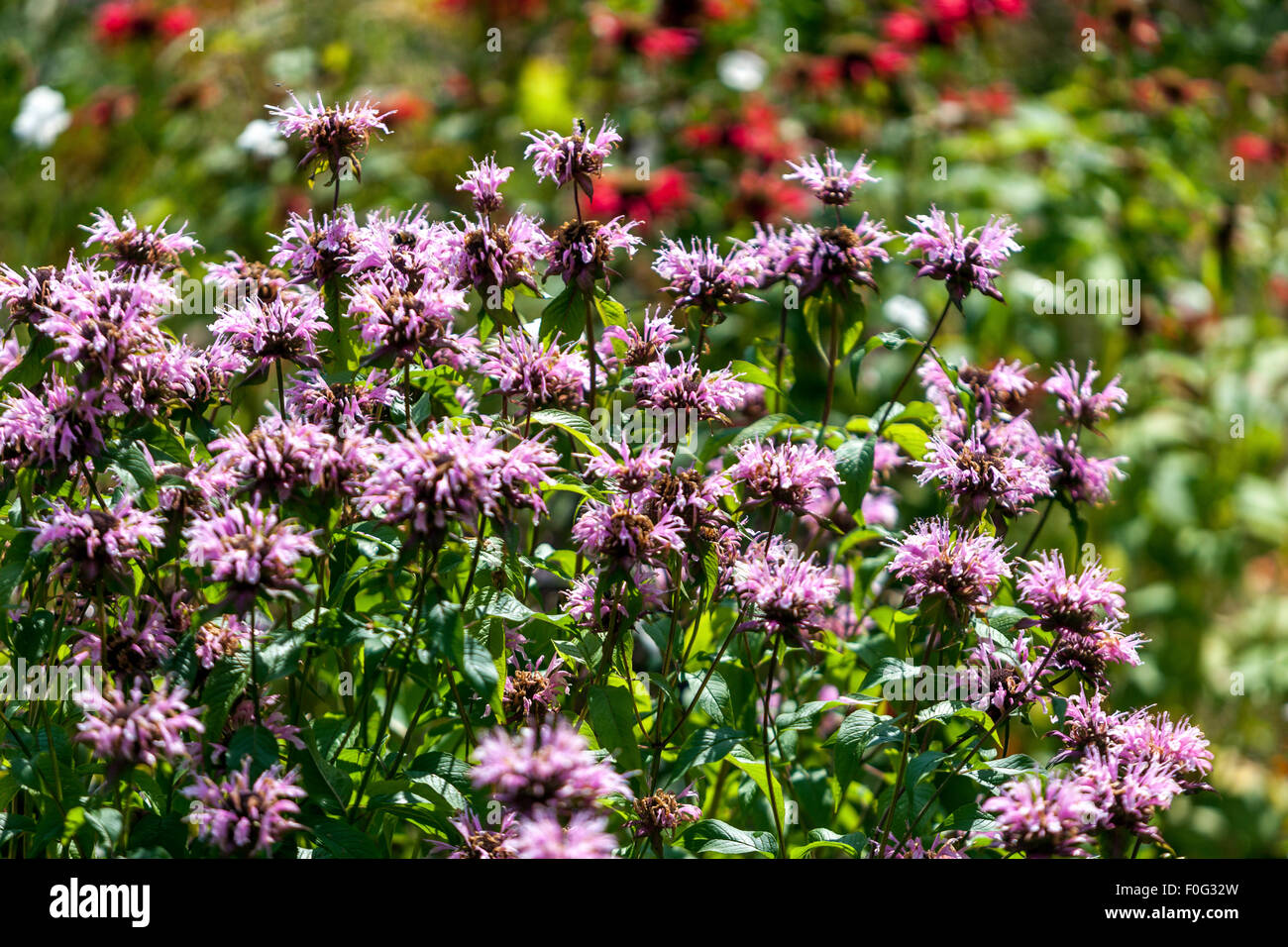 Monarda ' Beauty of Cobham 'garden flower bed, Bergamot Stock Photo