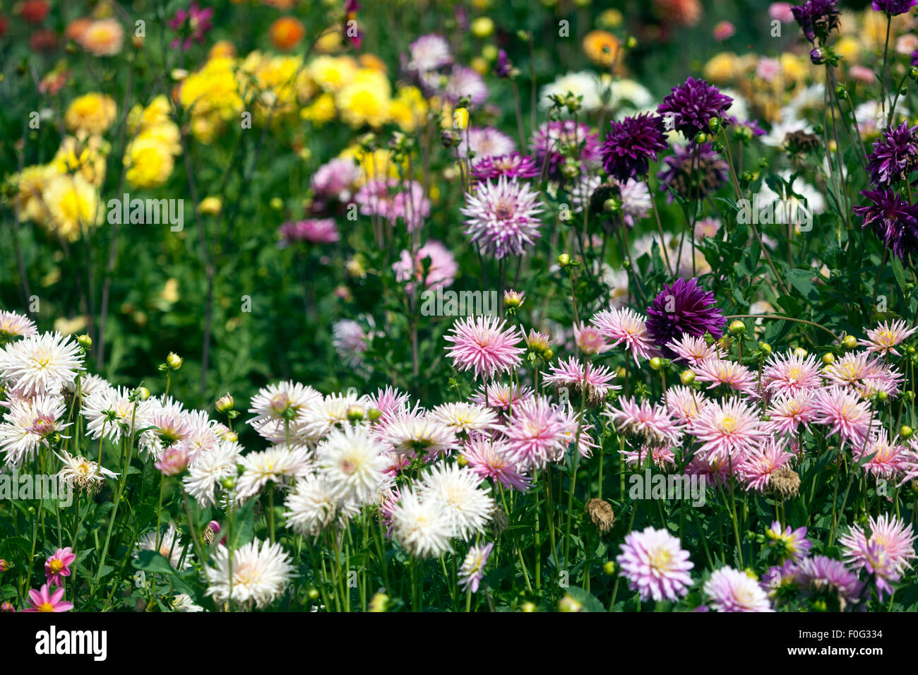 Dahlias flowerbeds, Dahlias garden flower bed cactus dahlias border garden colorful mixed august summer flowers Stock Photo