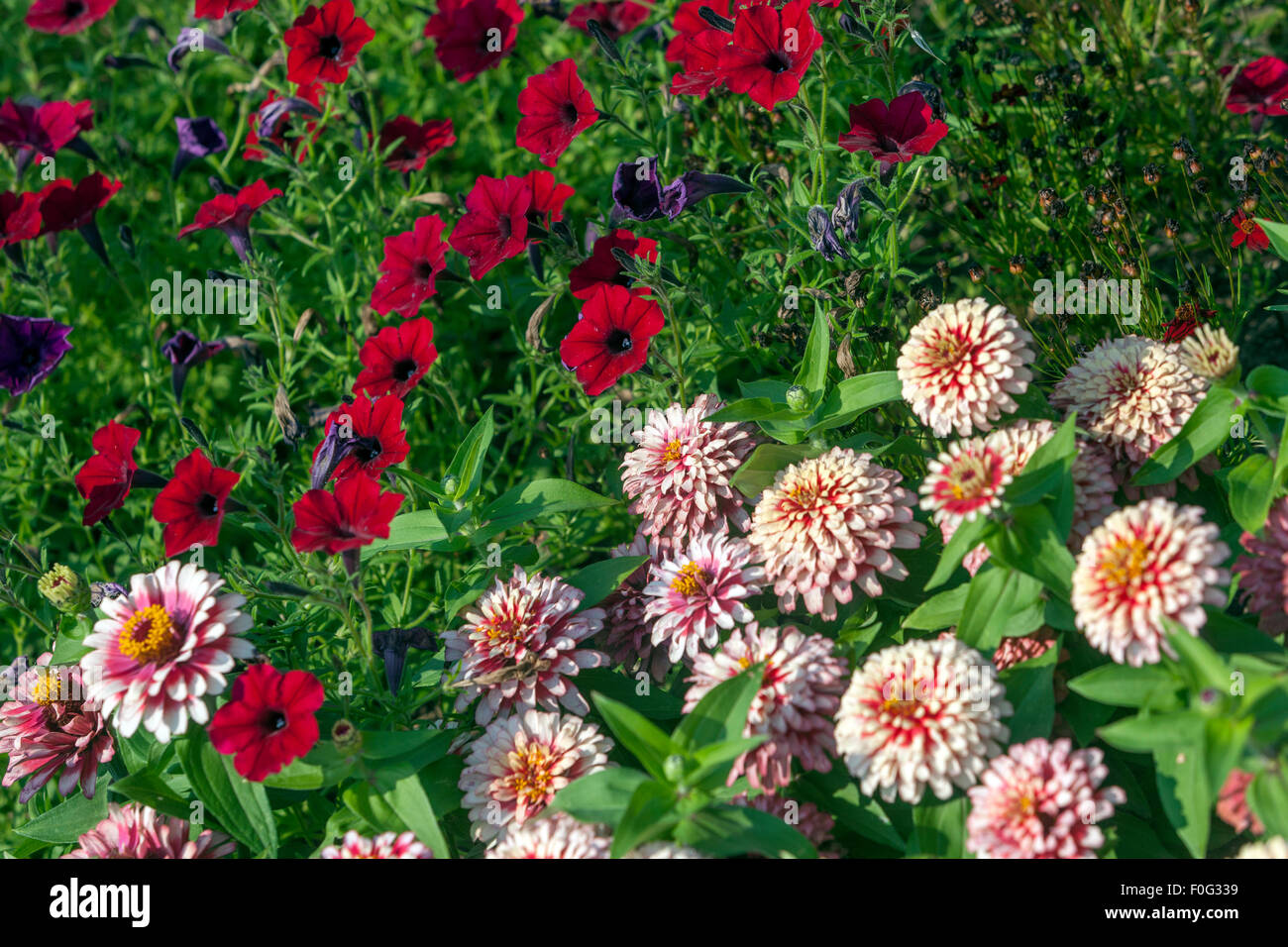 Zinnia elegans ´Swizzle Cherry Ivory´  and red petunia flowers, garden flower bed, summer bedding plants Stock Photo