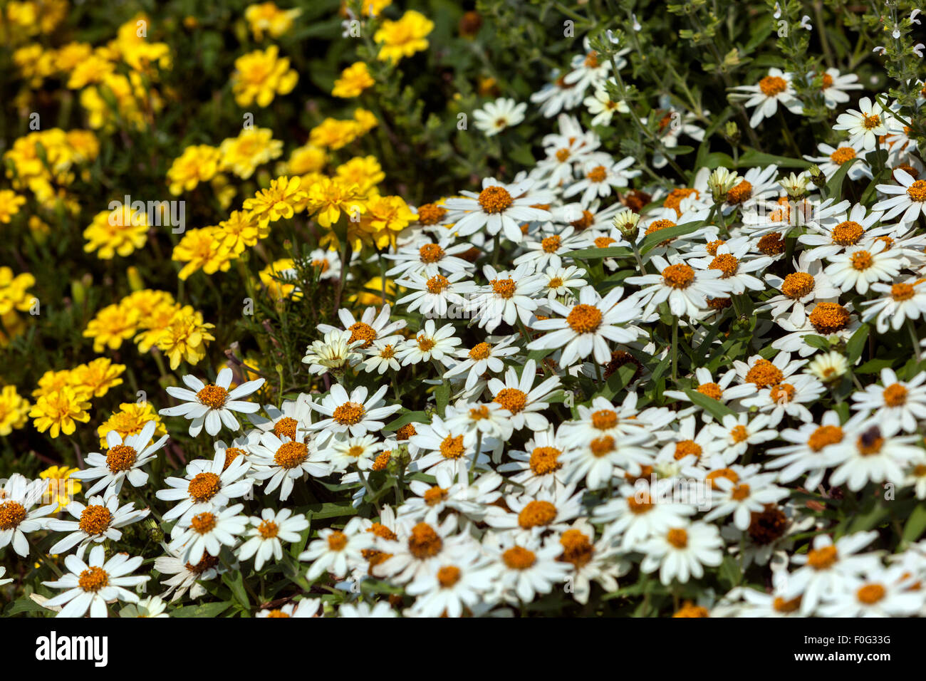 Daisies in a flower bed garden Stock Photo Alamy