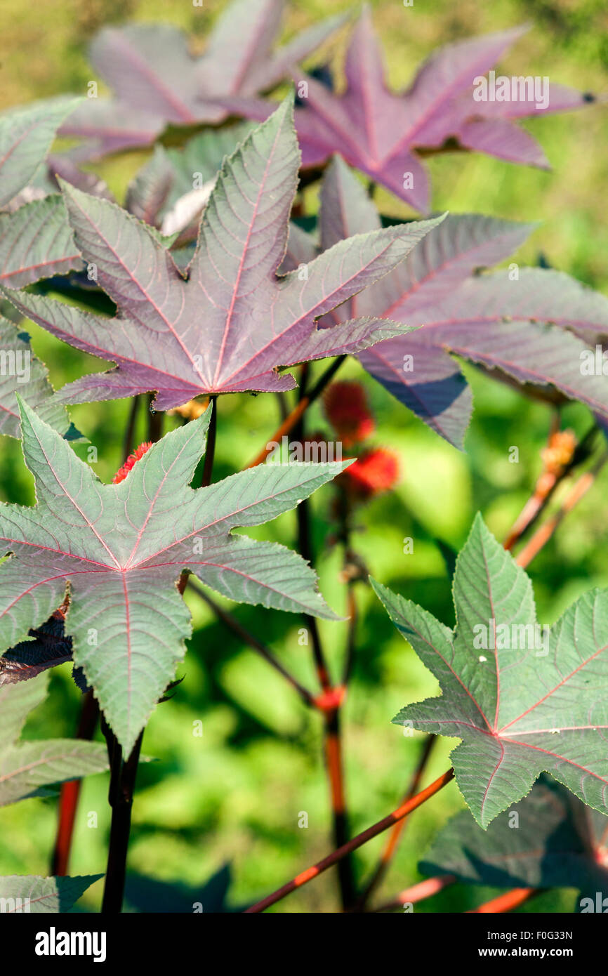 Castor oil plant, Ricinus communis, leaves, poisonous plant Stock Photo