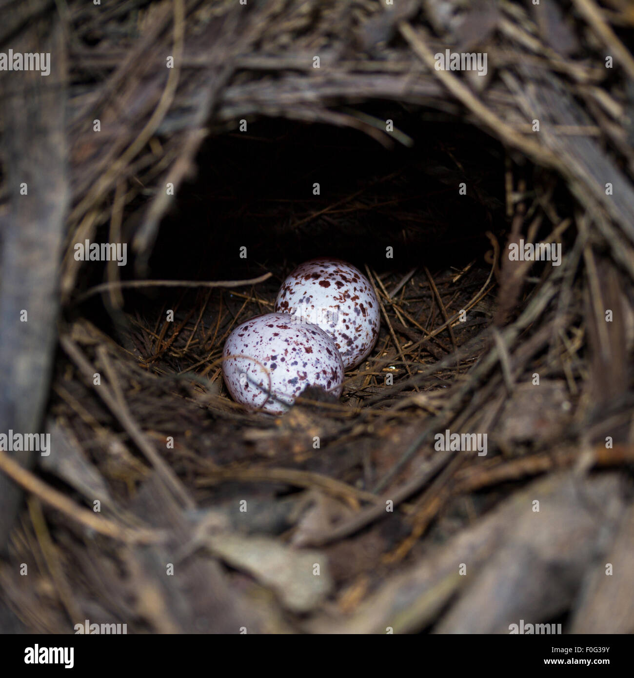 A nest filled with two Mangrove Pitta bird eggs. Stock Photo