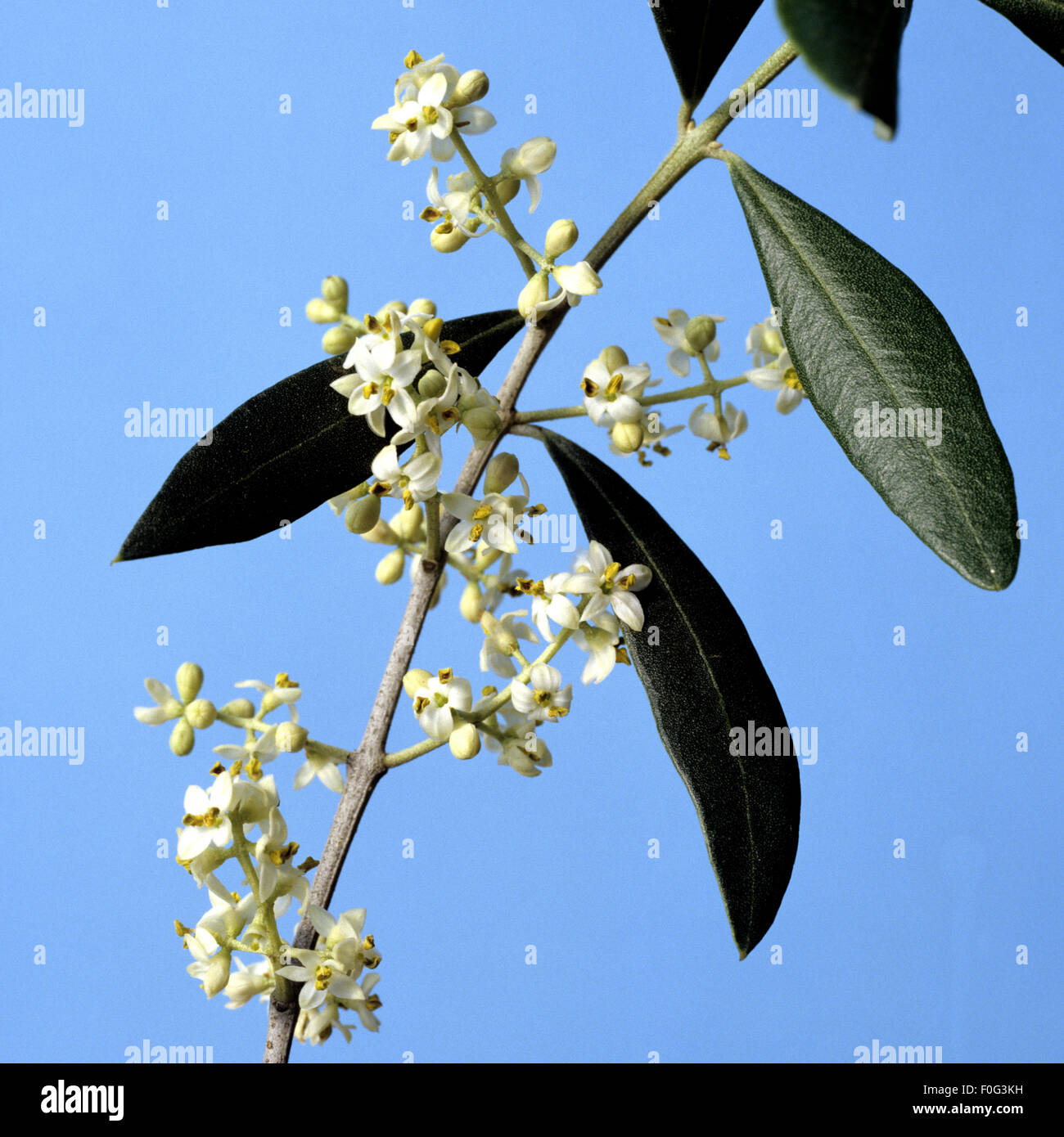 Olive, Olea europaea, Stock Photo