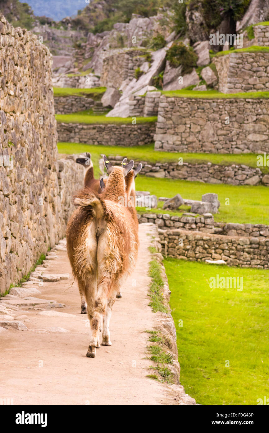 Llamas walking around the ancient Inca ruins at Machu Picchu, Peru Stock Photo