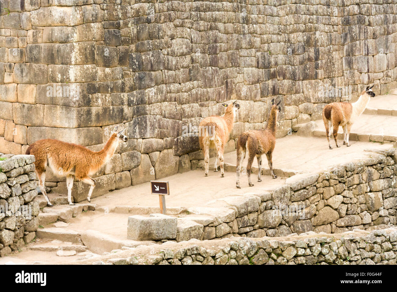 Llama herd walking to their feeding place at Machu Picchu, Peru Stock Photo