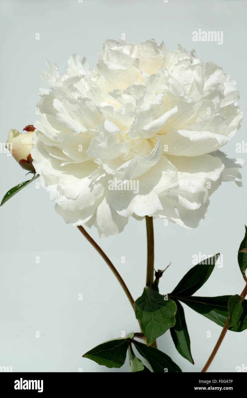 Pfingstrose; Paeonia officinalis, weiss, Stock Photo