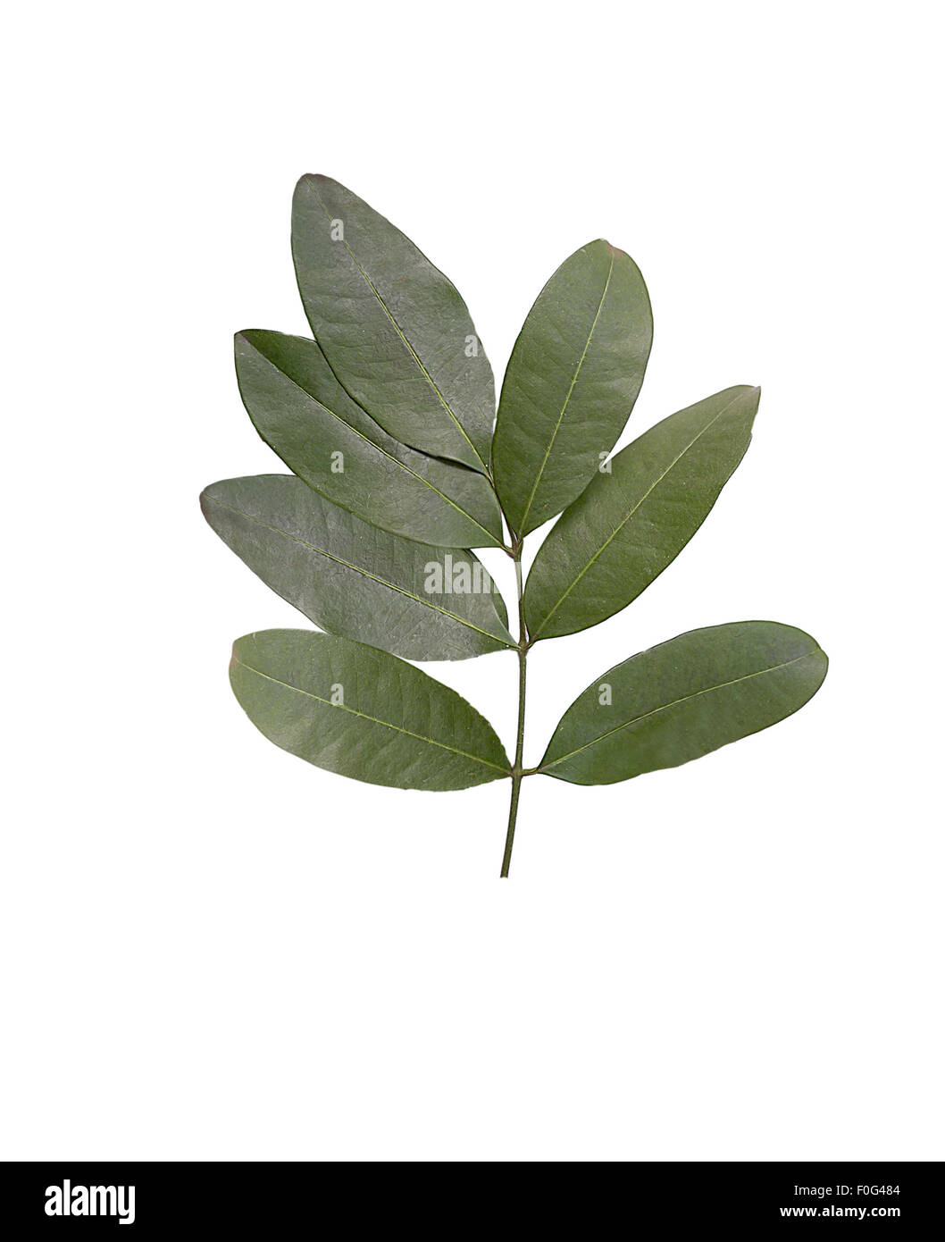 Jaborandi pilocarpus hires stock photography and images Alamy