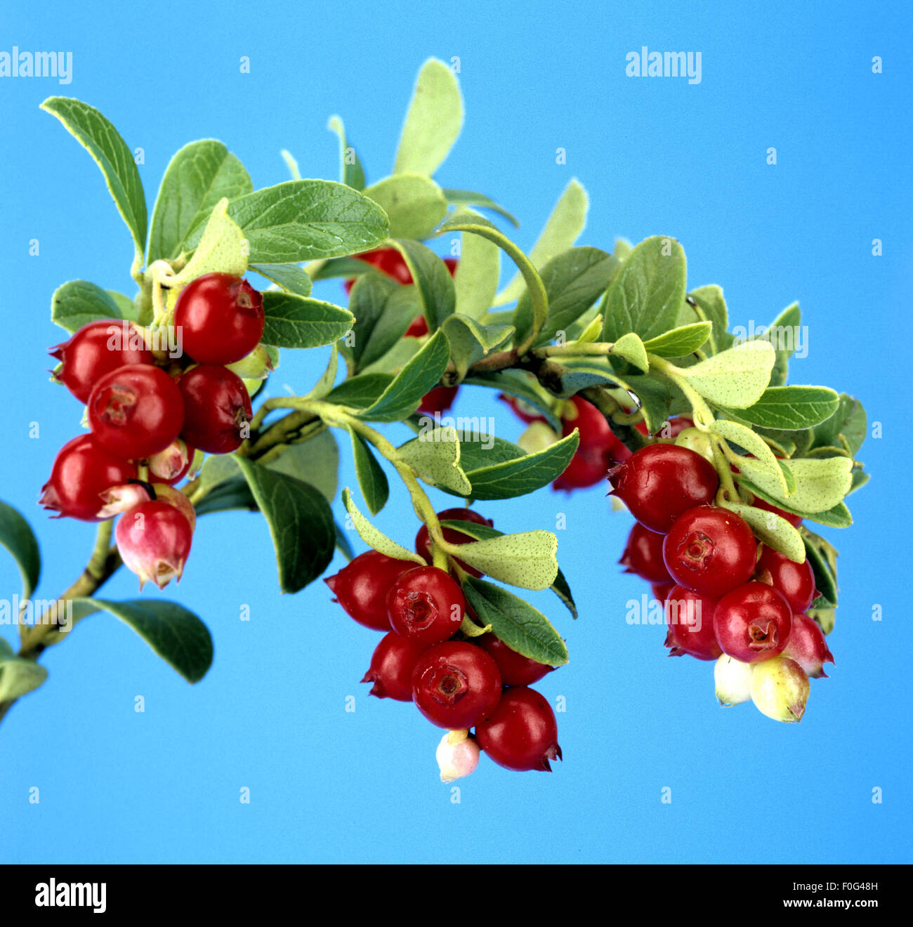 Preiselbeere, Vaccinium vitis-idaea, Stock Photo