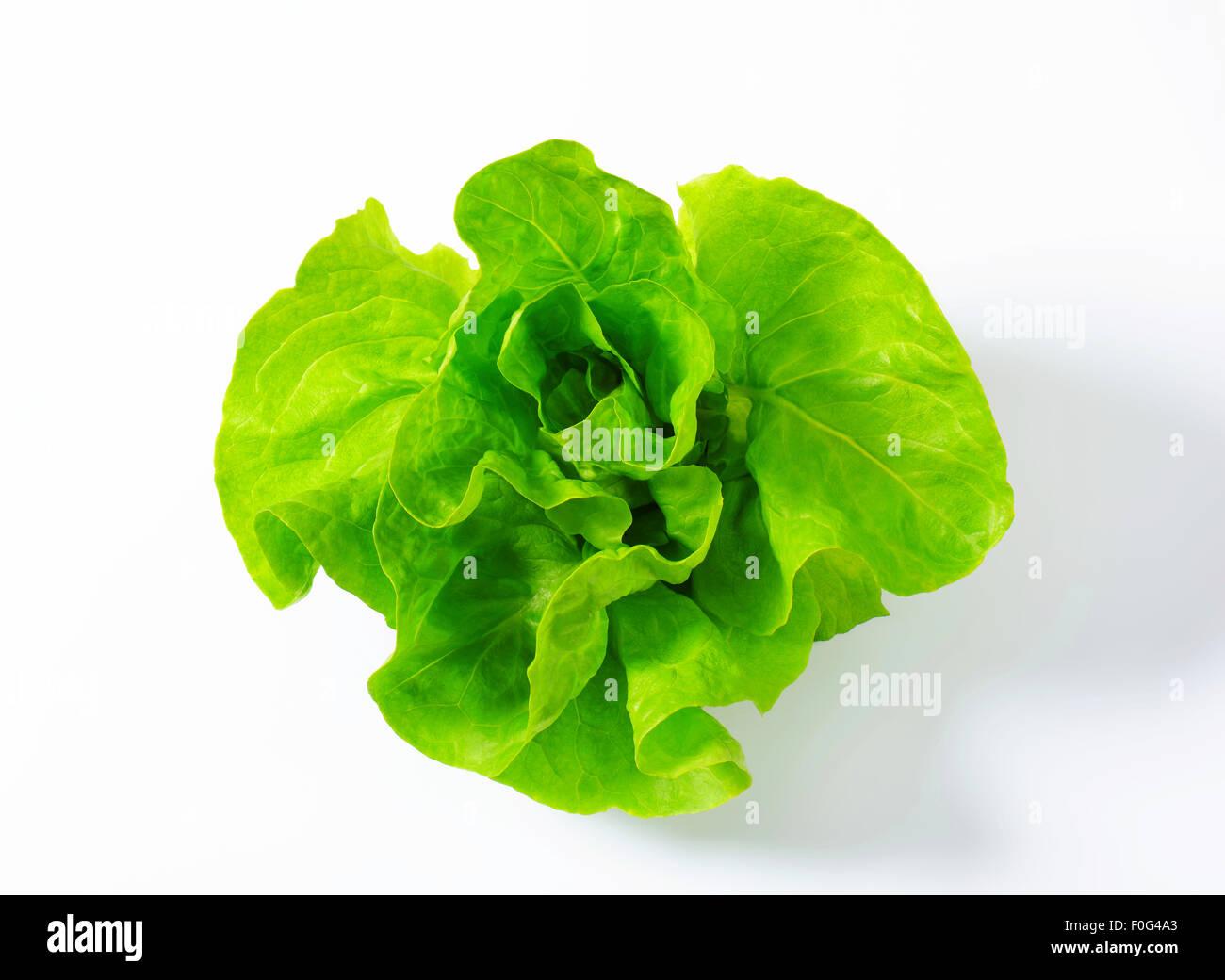 Butterhead Also known as Boston or Bibb lettuce Stock Photo Alamy