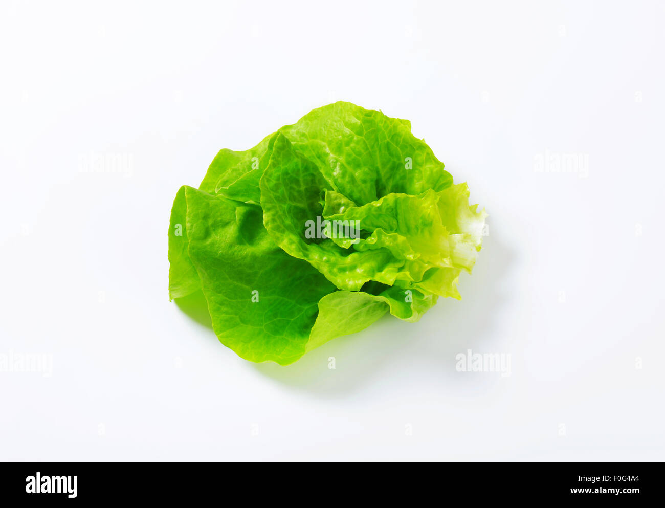 Butterhead Also known as Boston or Bibb lettuce Stock Photo Alamy