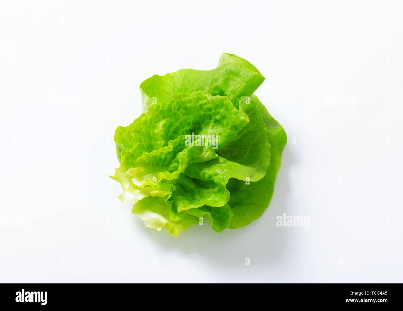 Bibb lettuce hires stock photography and images Alamy