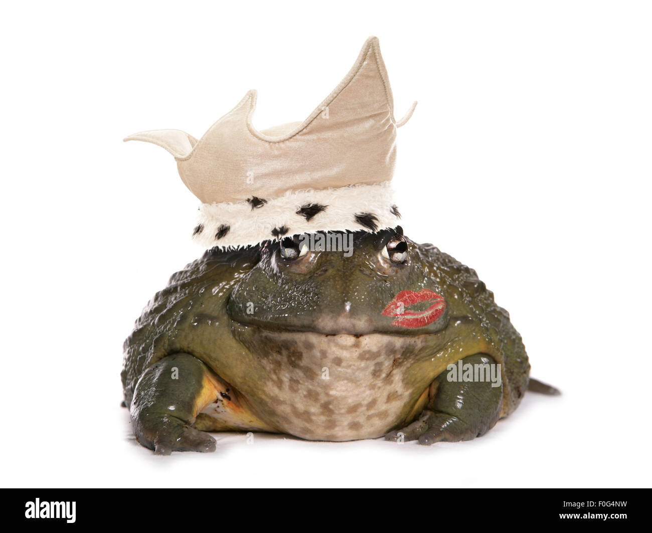 finding your prince charming online dating frog cutout Stock Photo