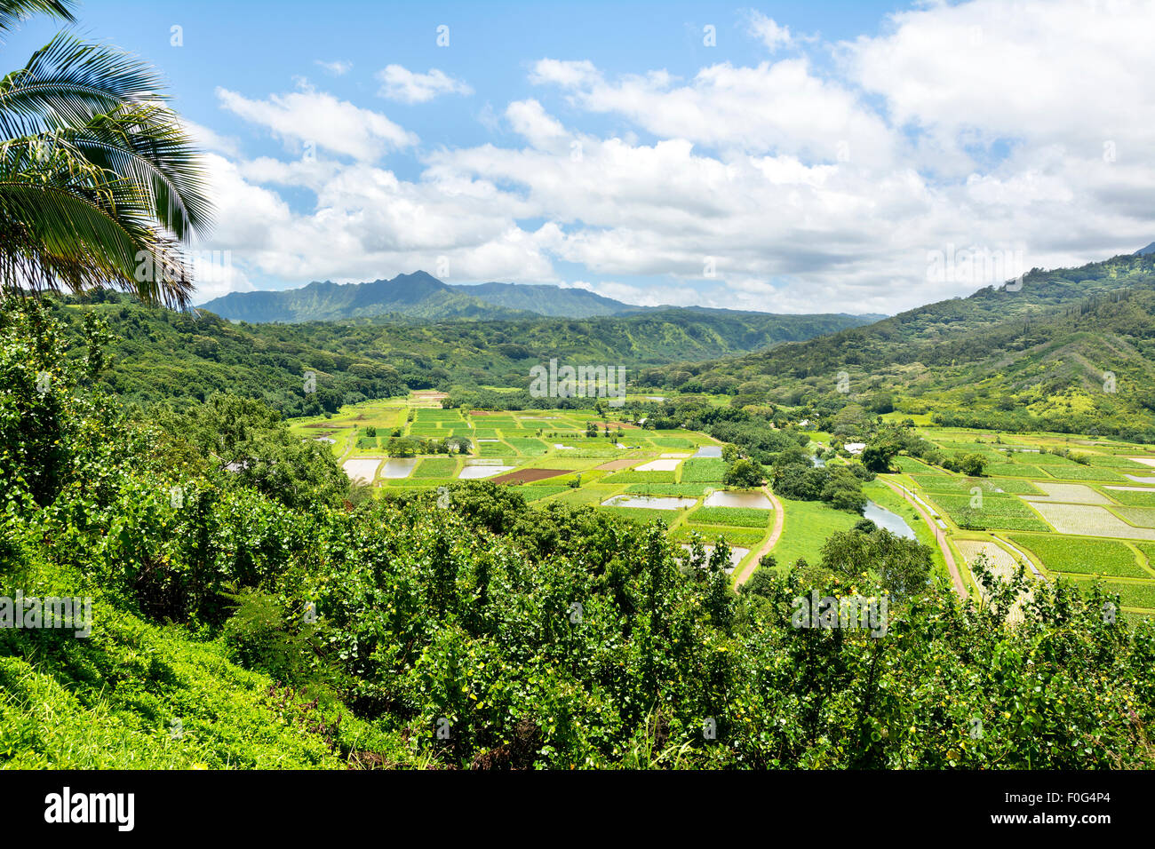 A large farming field with various crops in a remote part of Kauai Island, Hawaii Stock Photo