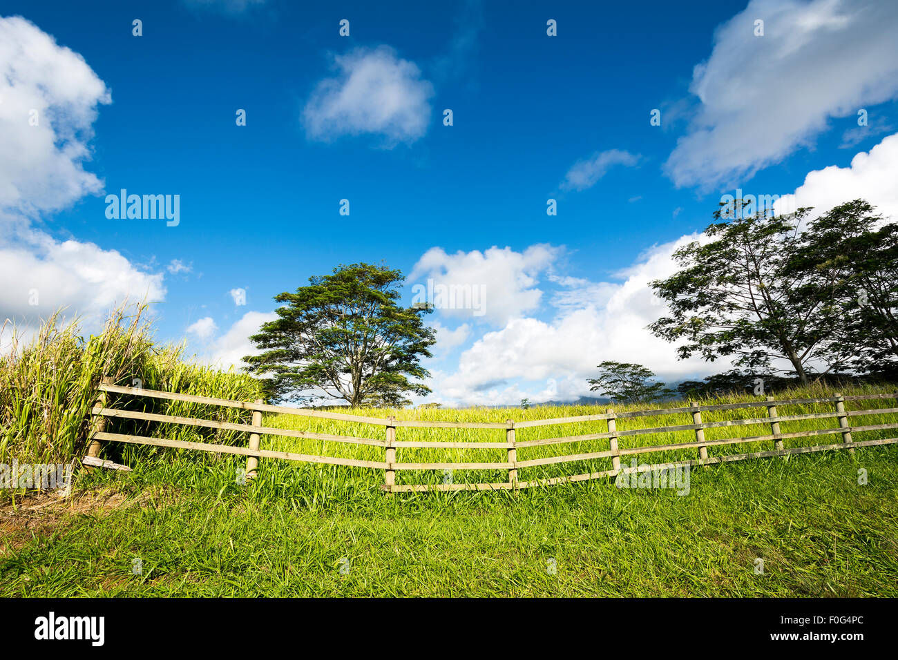 A vibrant, green meadow behind a ranching fence shows the lush growth in a rural farming community on Kauai Hawaii. Stock Photo