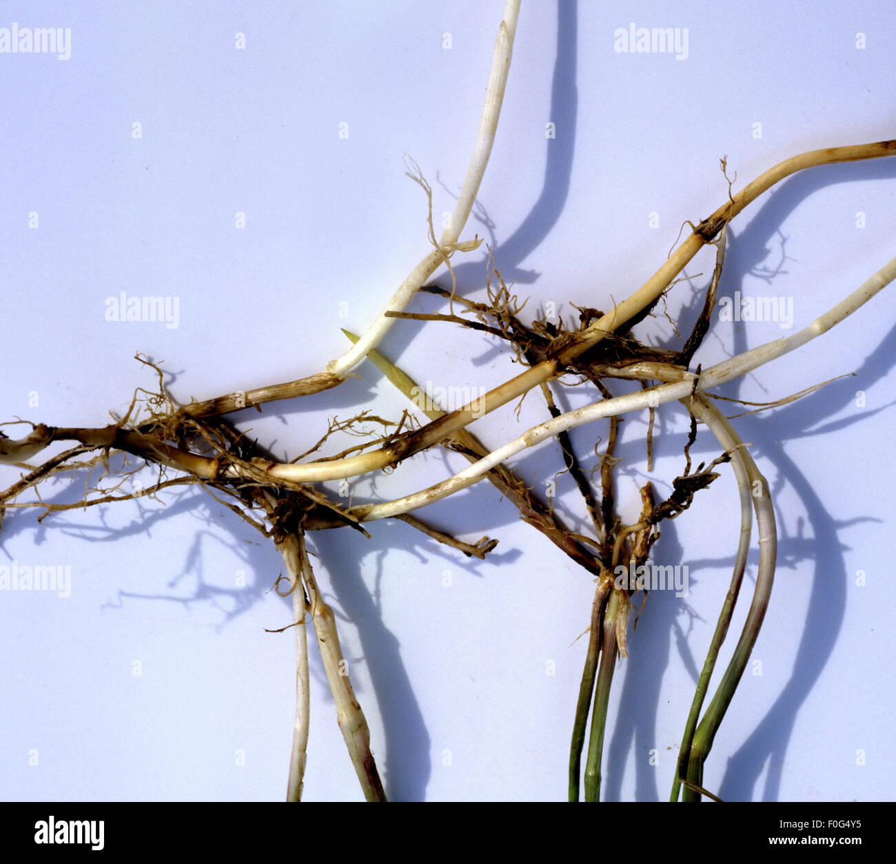 Quecke, Agropyron repens, Unkraut, Wurzel, Heilpflanzen,  - Stock Photo