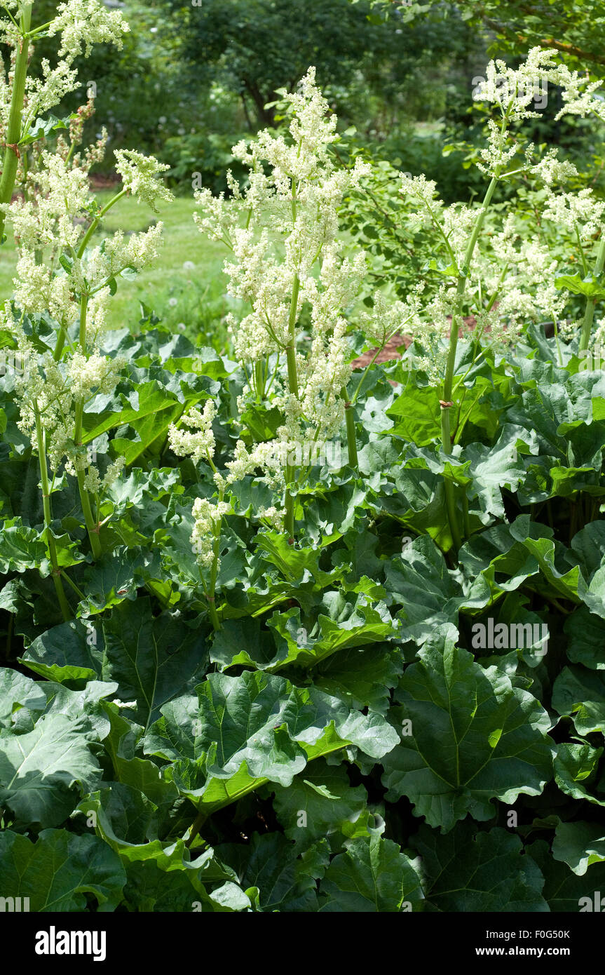 Rhapontik-Rhabarber, Rheum rhaponticum, Heilpflanzen,  - Stock Photo