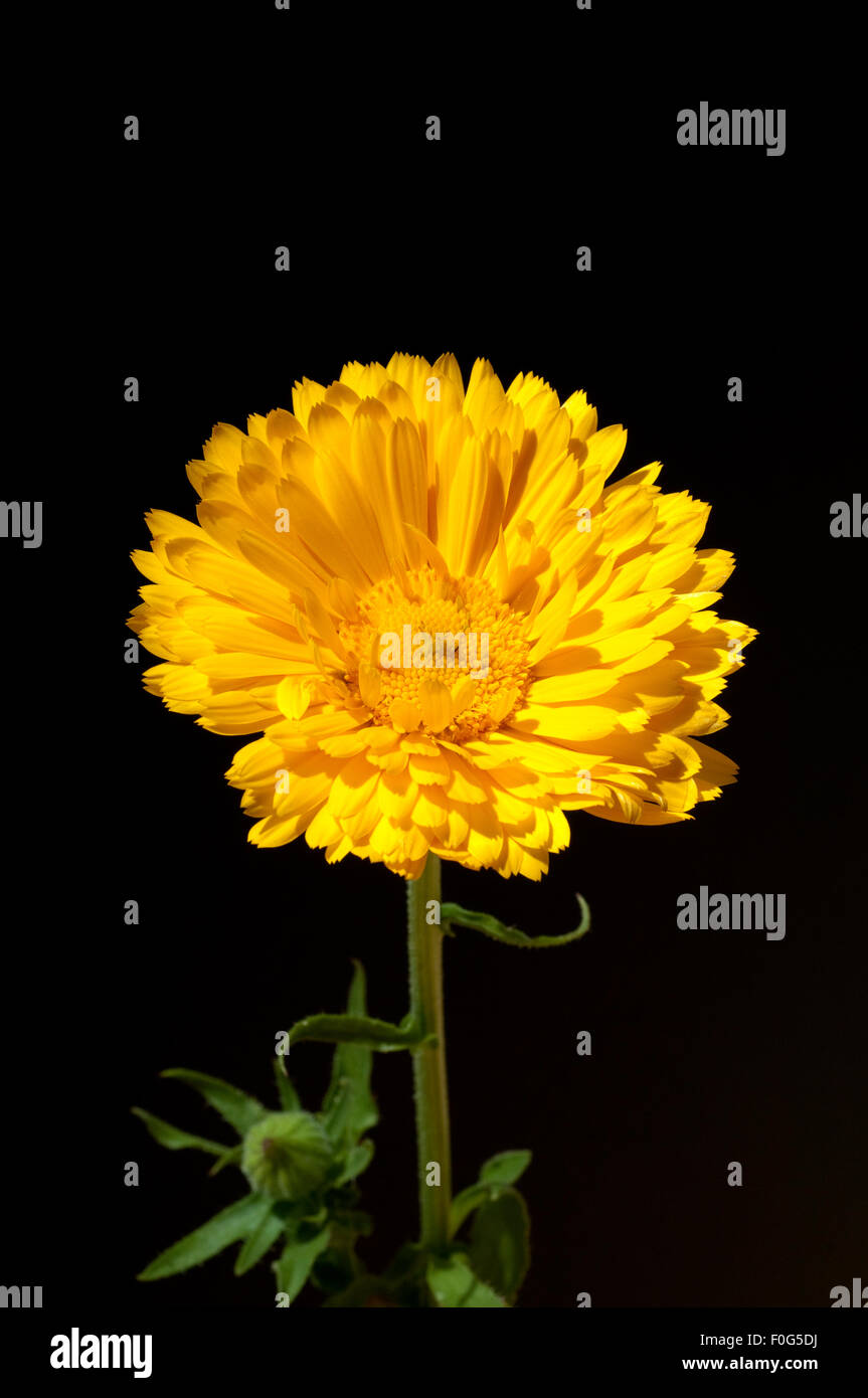 Ringelblume; Calendula Officinalis; Stock Photo