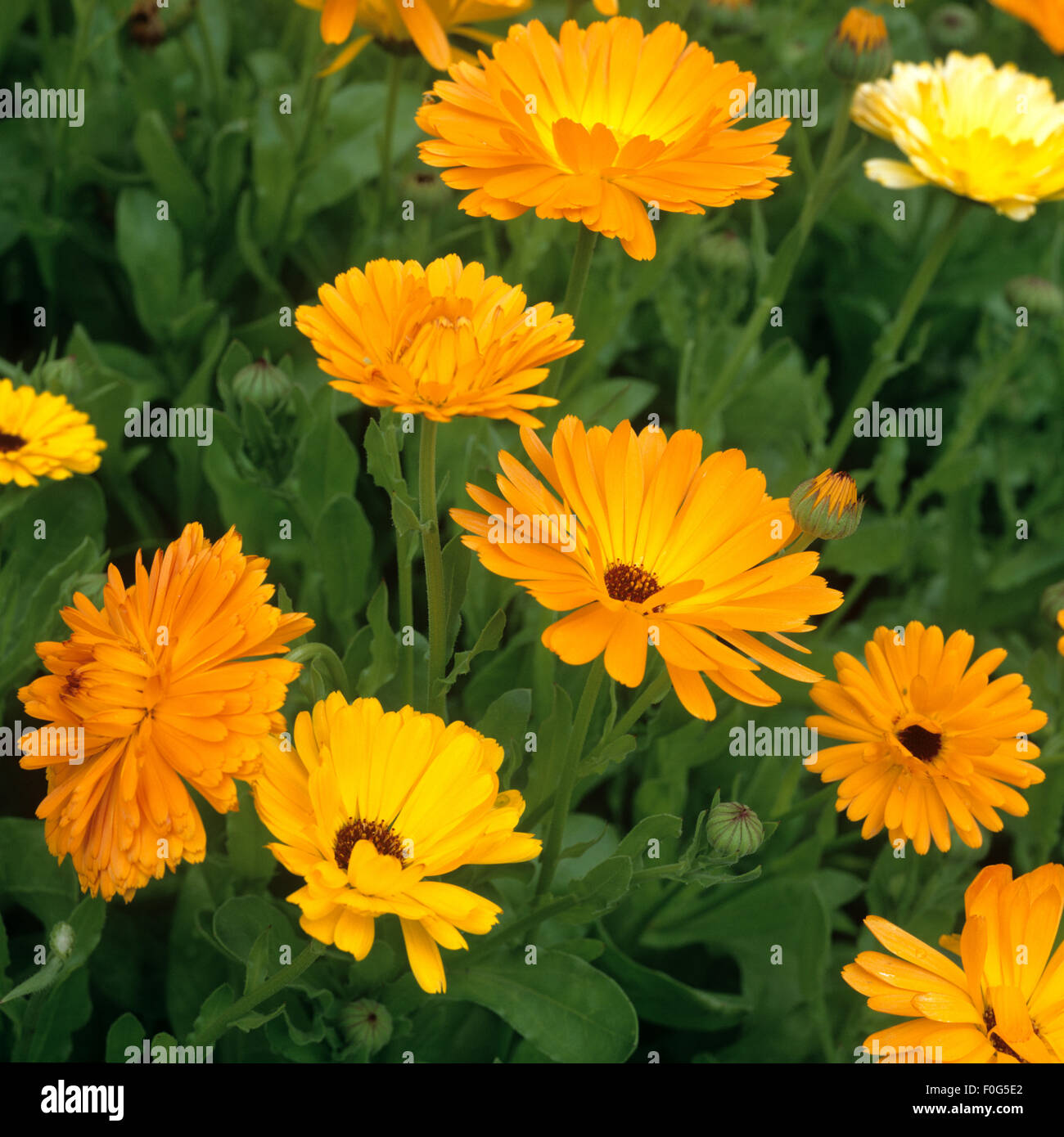 Ringelblume, Calendula Officinalis, Stock Photo