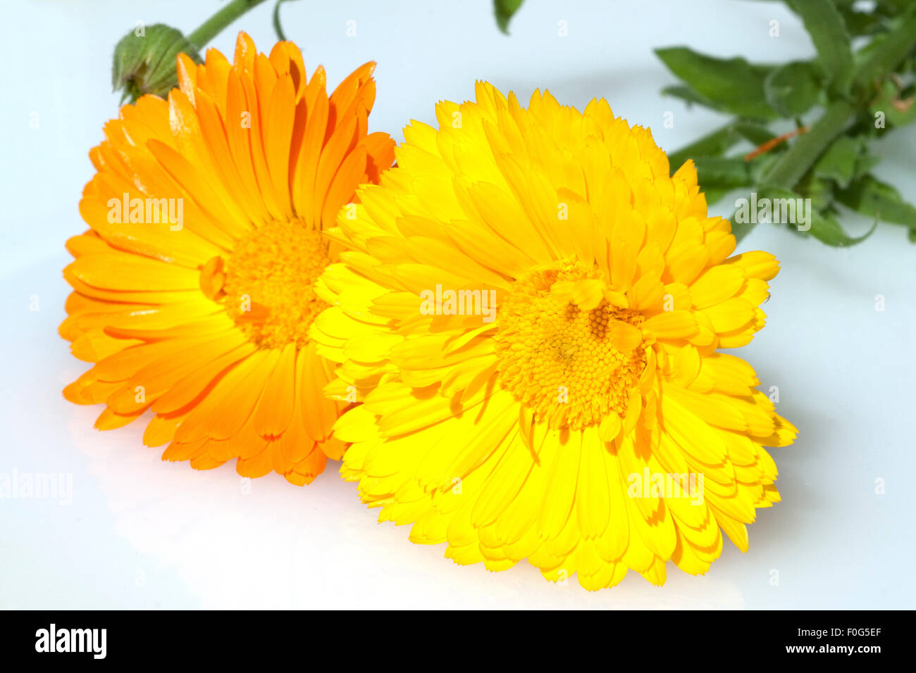 Ringelblume; Calendula Officinalis; Stock Photo