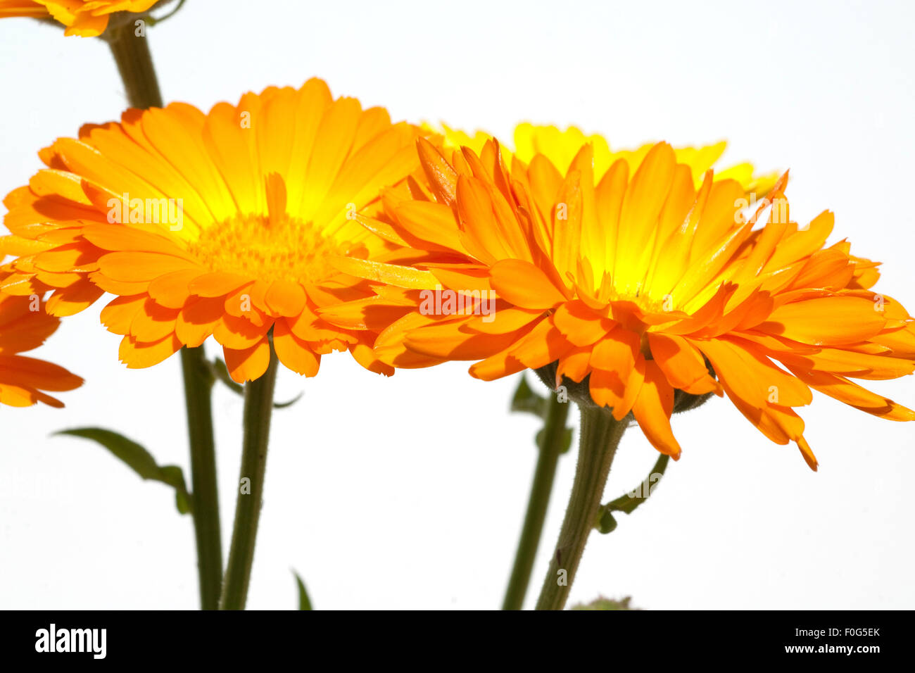 Ringelblume; Calendula Officinalis; Stock Photo