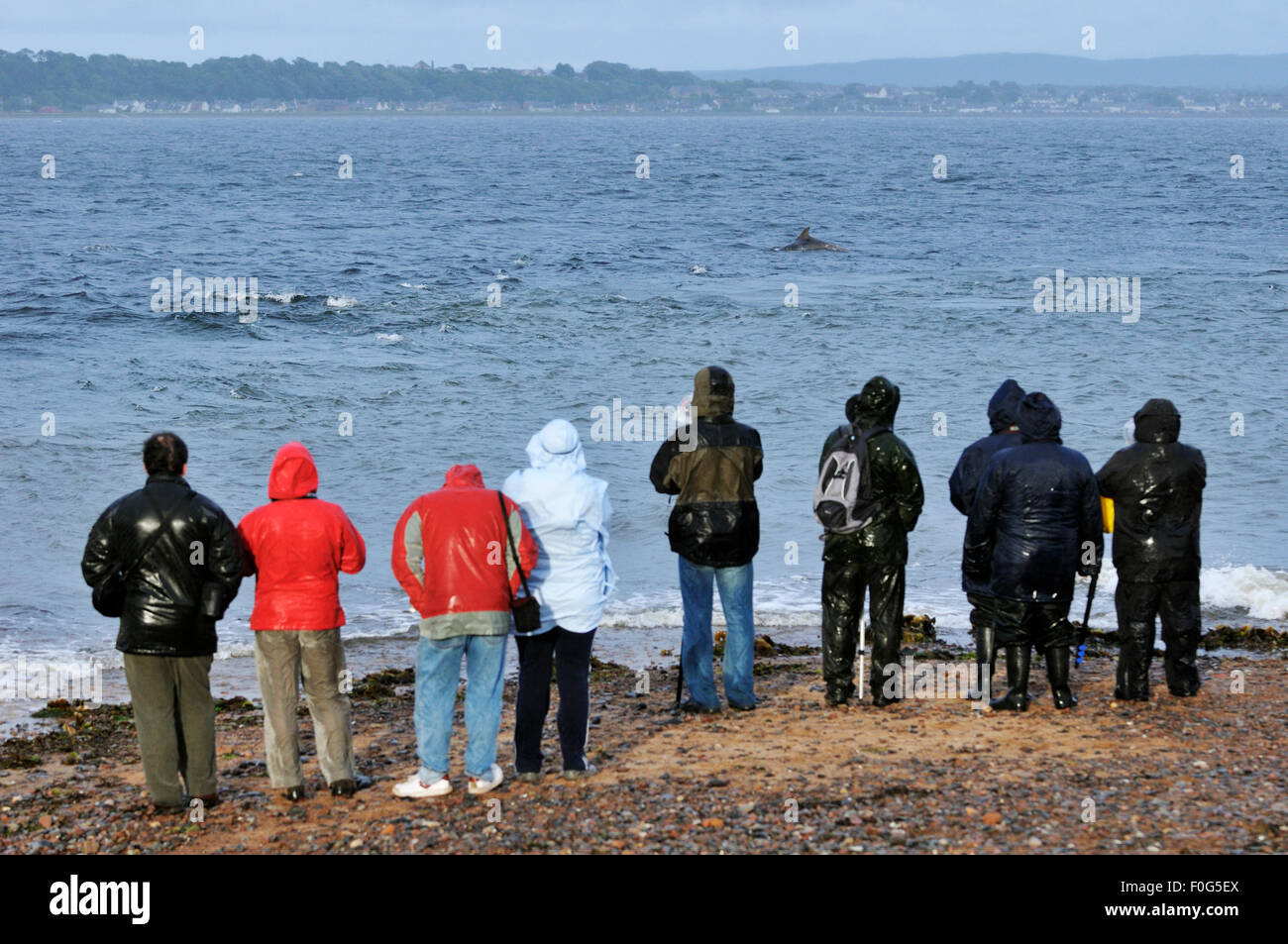 Rear view of visitors and local people watching Bottlenosed dolphins (Tursiops truncatus) on an incoming tide at Chanonry Point, Moray Firth, Nr Inverness, Scotland, July 2009 Stock Photo