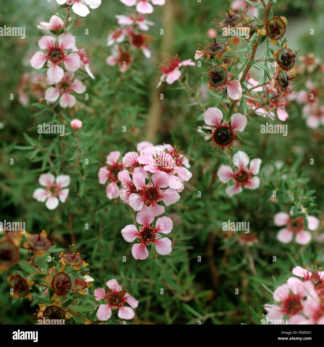 Rosenmyrte; Leptospermum scoparium; Heilpflanzen,  - Stock Photo