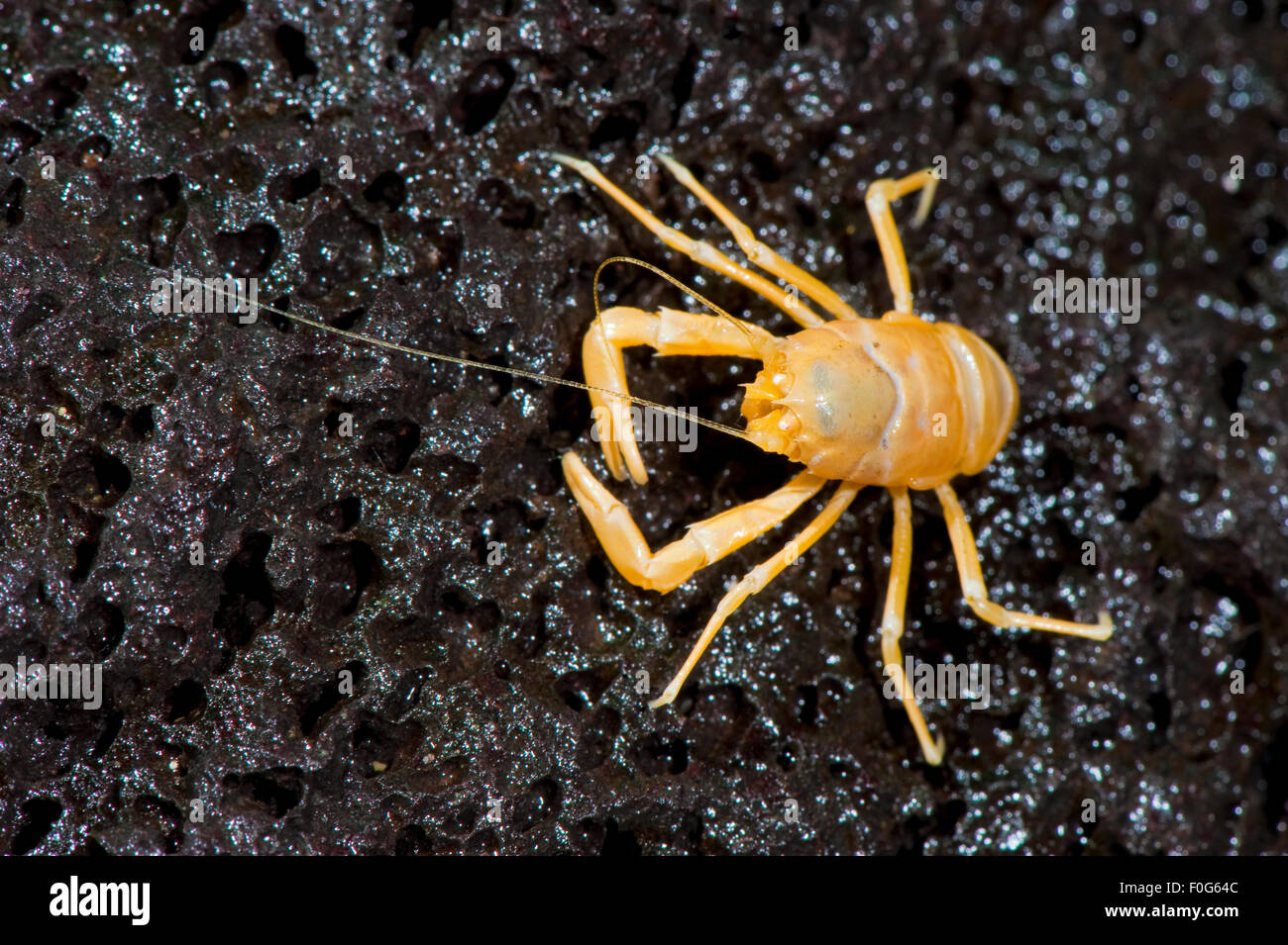 Blind crab (Munidopsis polymorpha) endemic to the Jameos del Agua cave, Lanzarote, Canary Islands, Spain, March 2009 Stock Photo