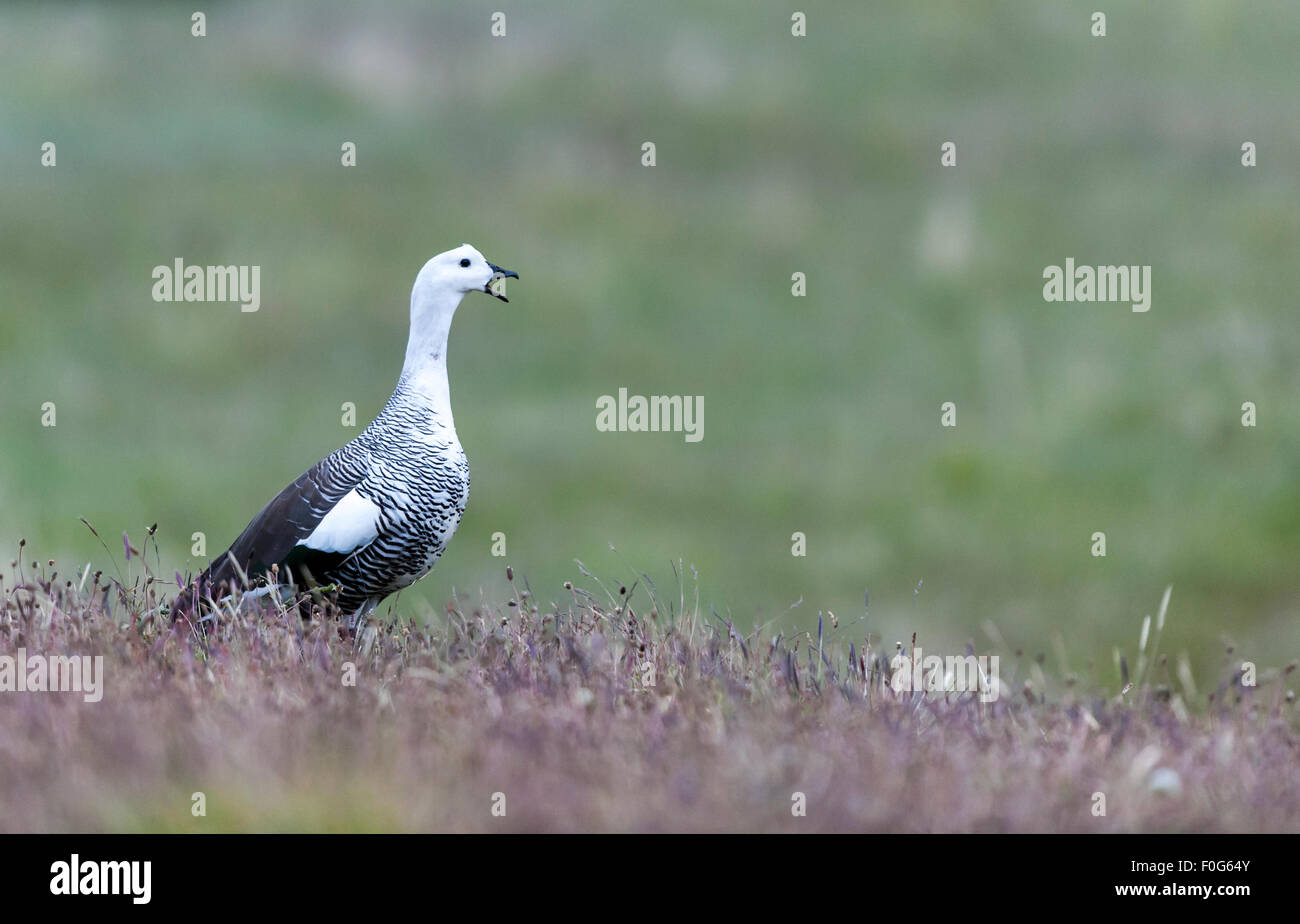 Adult Upland or Magellan Goose on the grass Torres del Paine National Park Chilean Patagonia Chile Stock Photo