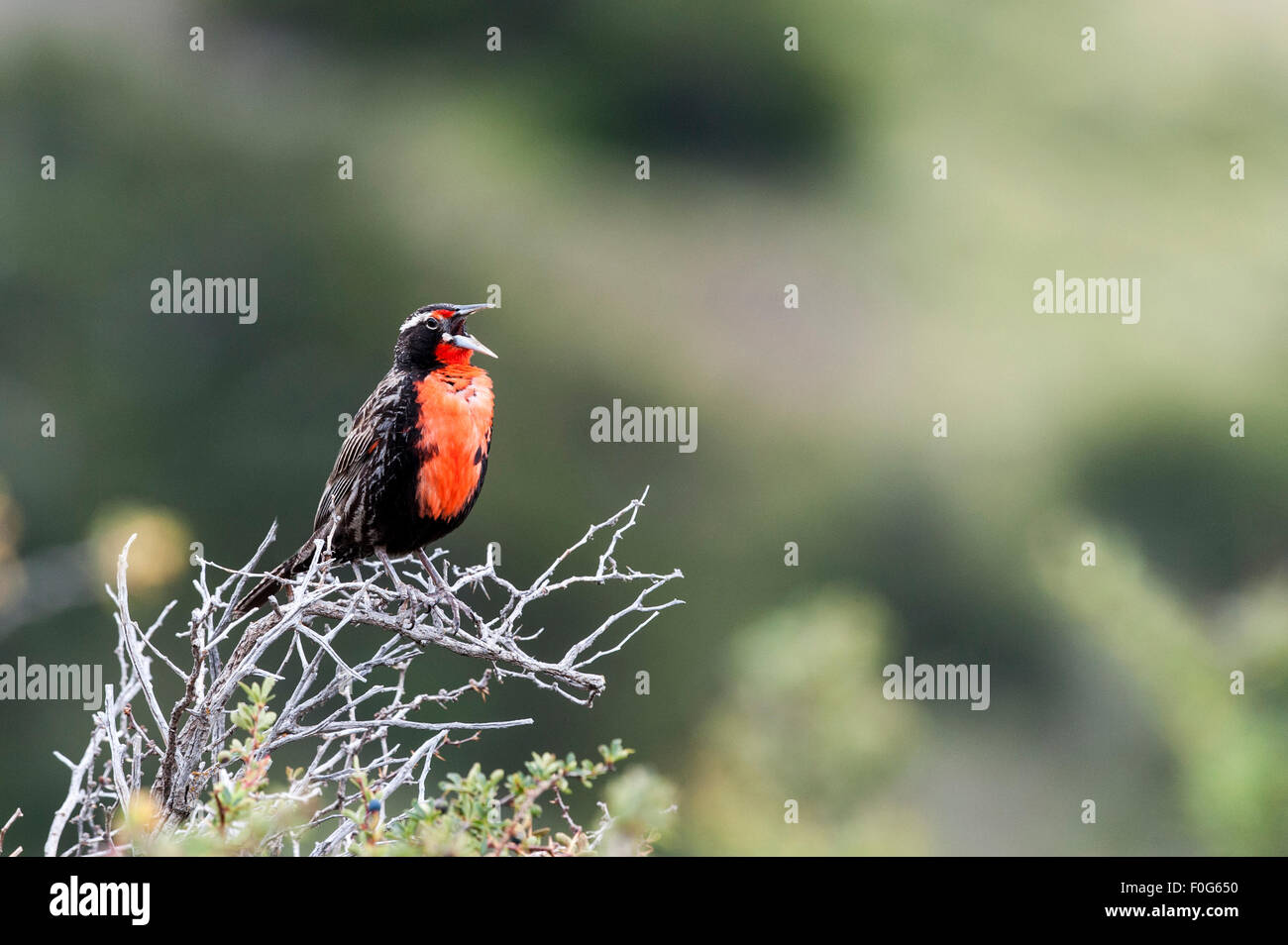 Long-tailed meadowlark on tree Torres del Paine National Park Chilean Patagonia Chile Stock Photo