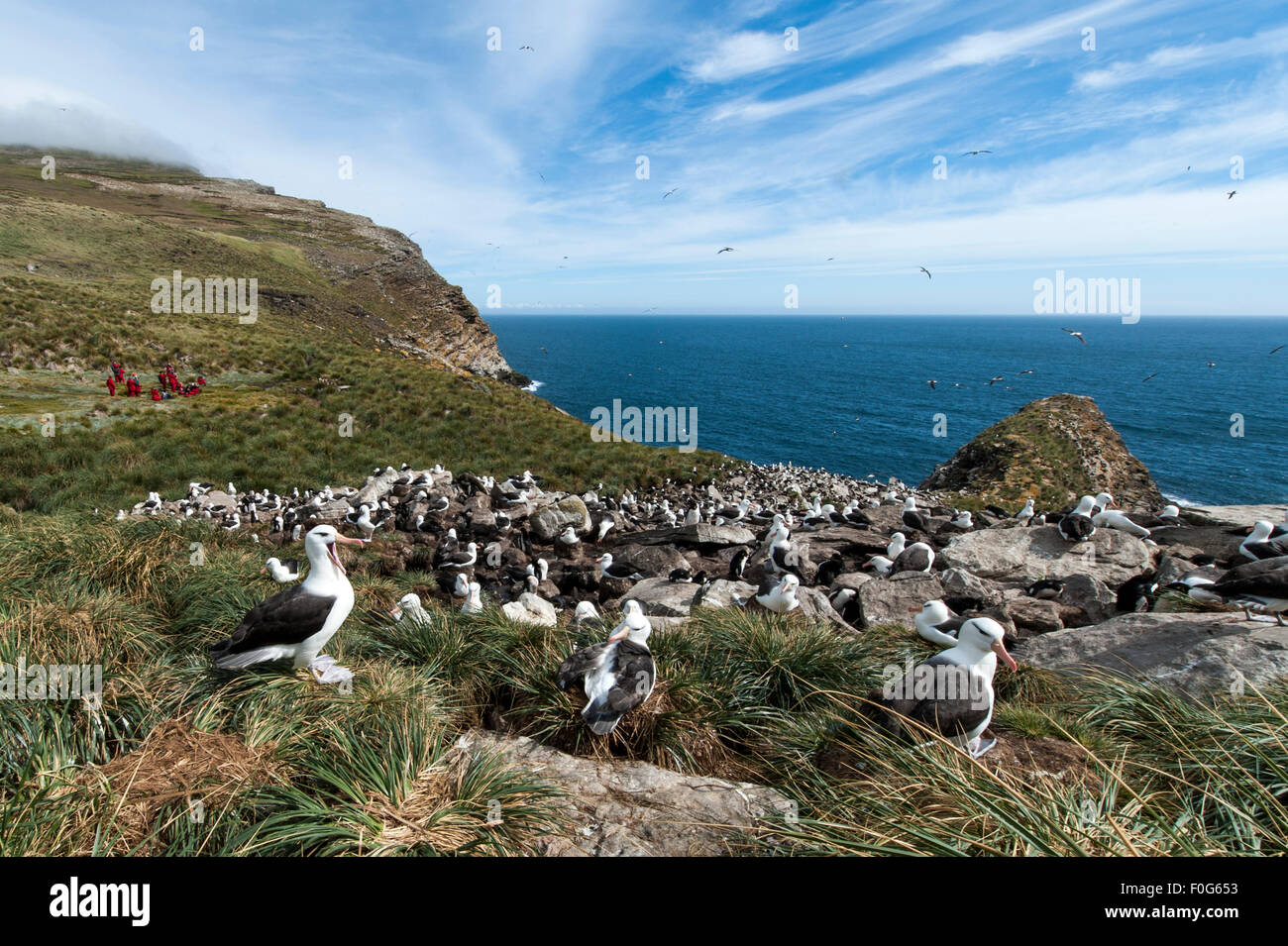 Black-browed albatross sitting on nest at colony with tourists in the background West Point Island Falkland islands Stock Photo