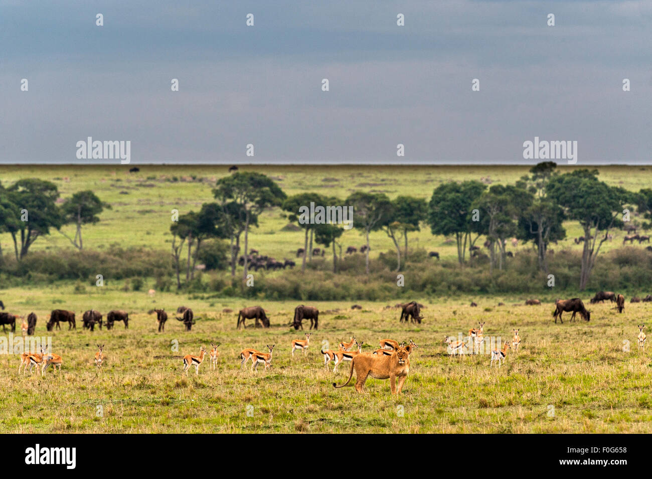 North African Lion High Resolution Stock Photography and Images - Alamy