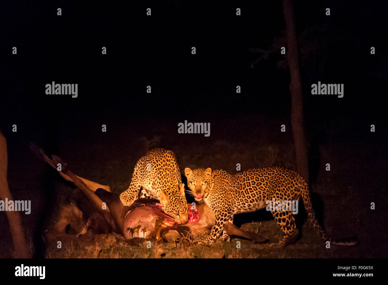Adult male and female leopards feeding on carcass of animal at night Mara Naboisho conservancy Kenya Africa Stock Photo