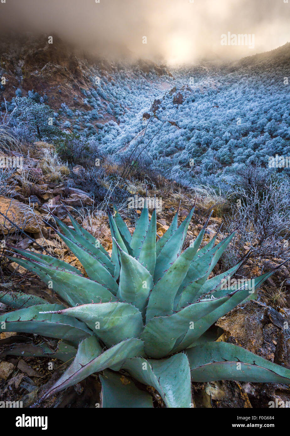 Big Bend National Park in Texas is the largest protected area of Chihuahuan Desert the United States. Stock Photo