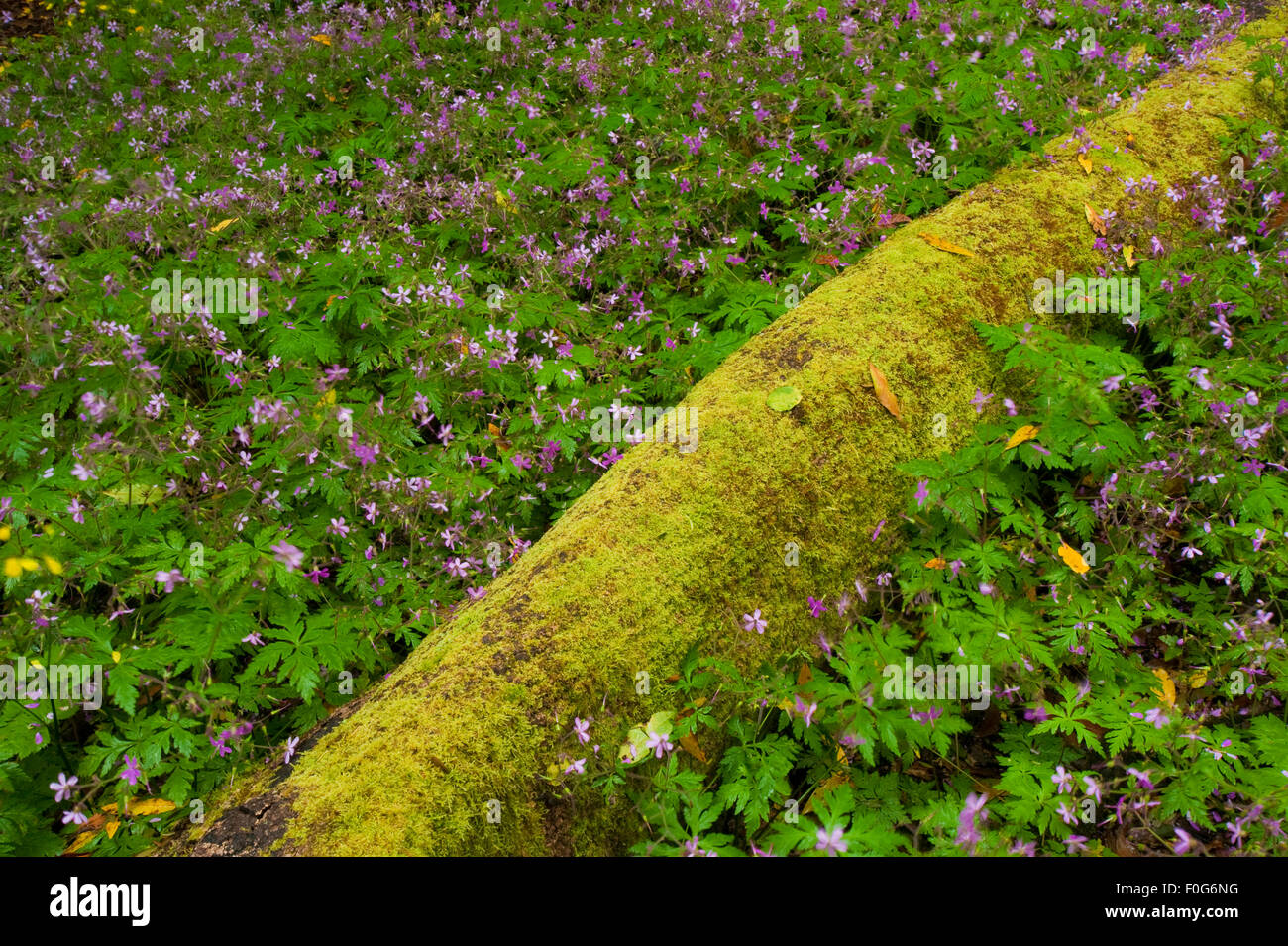 Laurisilva forest, fallen Laurus azorica covered in moss, surrounded by Geranium canariensis, Garajonay National Park, La Gomera, Canary Islands, Spain, May 2009 Stock Photo