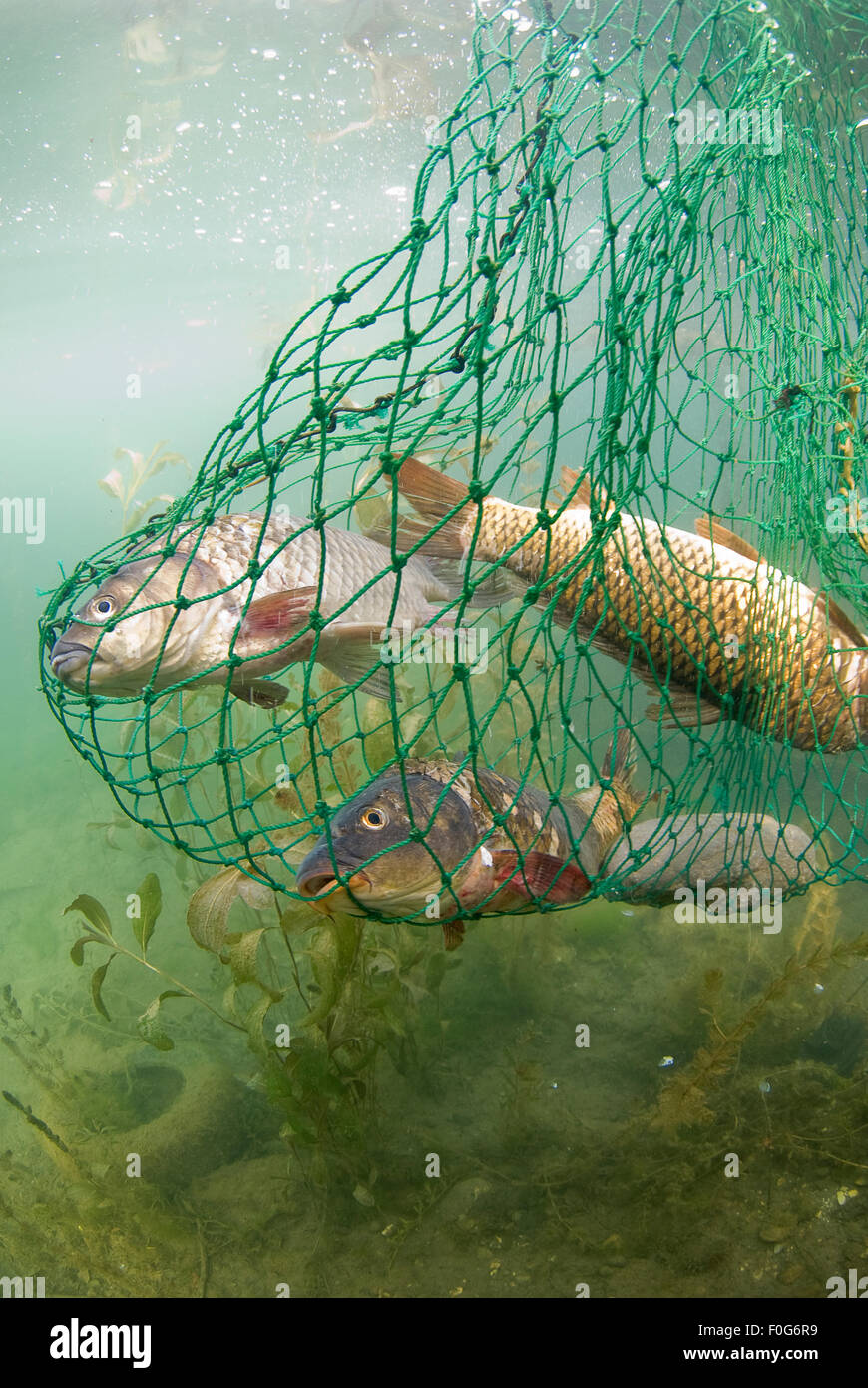 Fish caught in net, Lake Skadar, Lake Skadar National Park, Montenegro, May  2008 Stock Photo - Alamy
