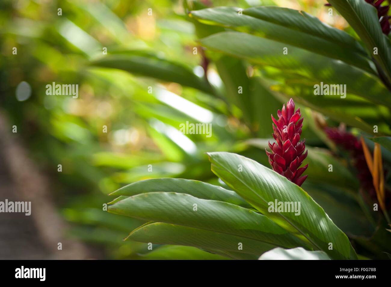 Red ginger flower growing in Buziga, Kampala, Uganda Stock Photo Alamy