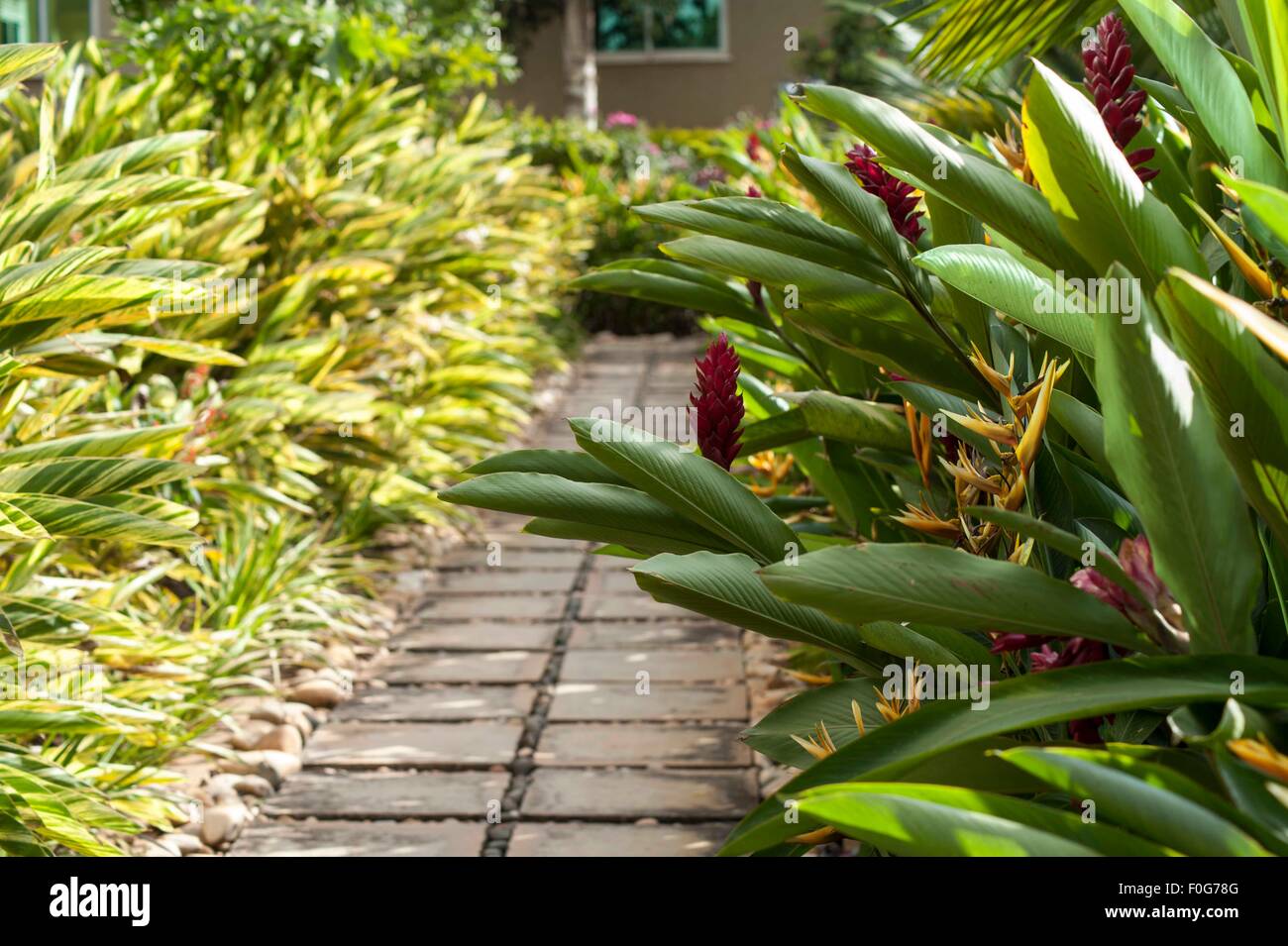 Uganda flower hires stock photography and images Alamy