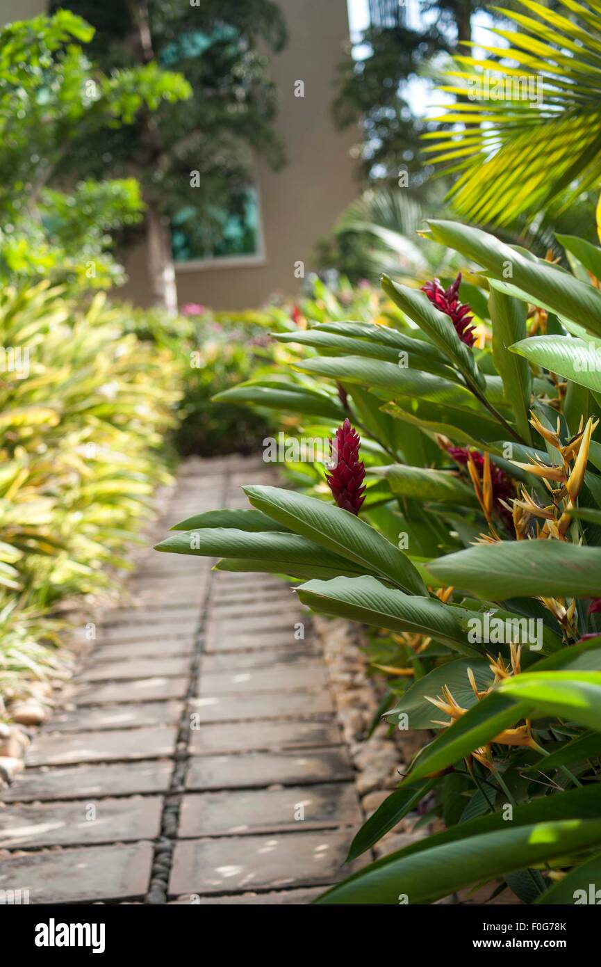 Uganda Flower High Resolution Stock Photography and Images Alamy