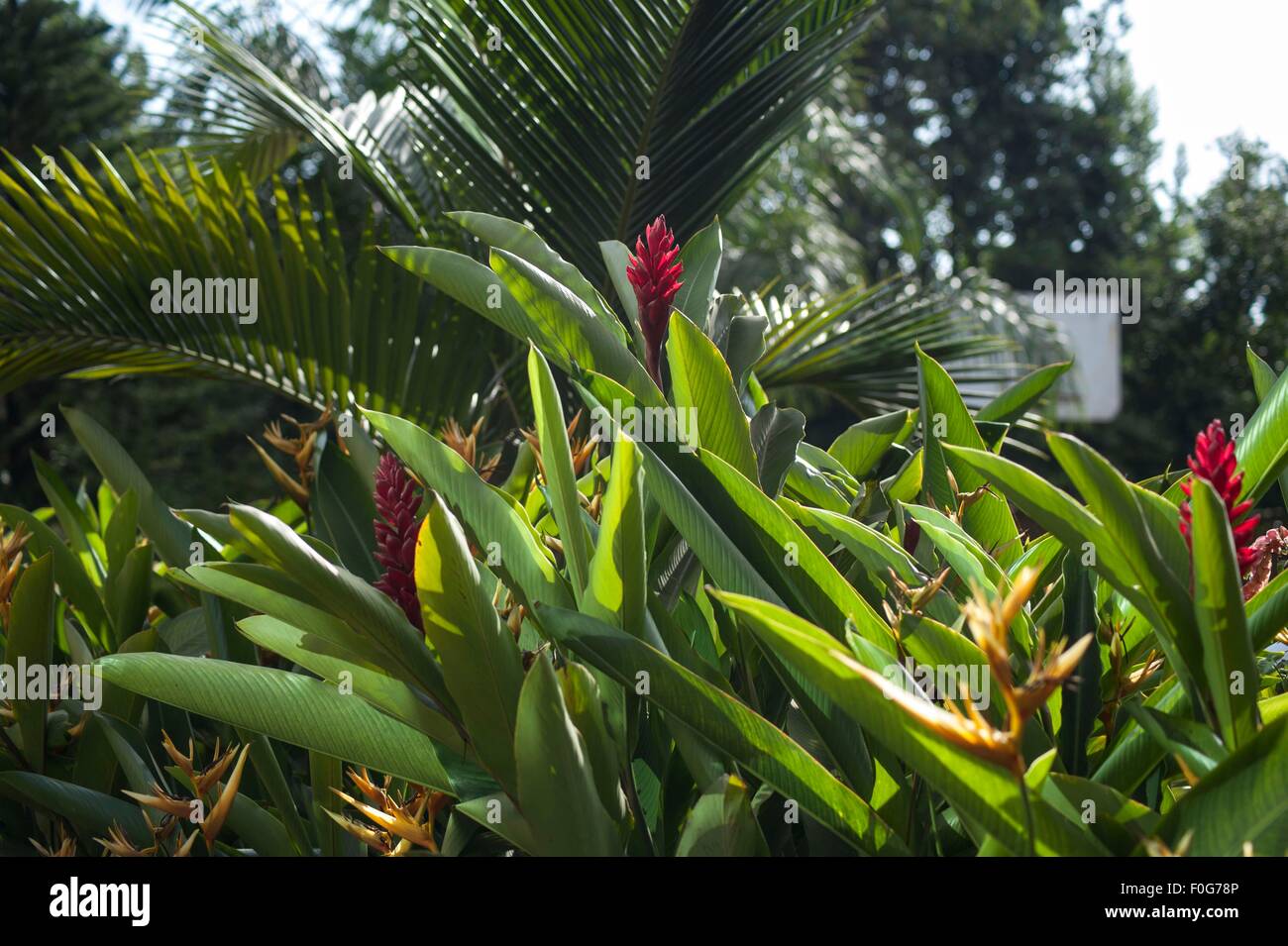 Red ginger flowers growing in Buziga, Kampala, Uganda Stock Photo Alamy