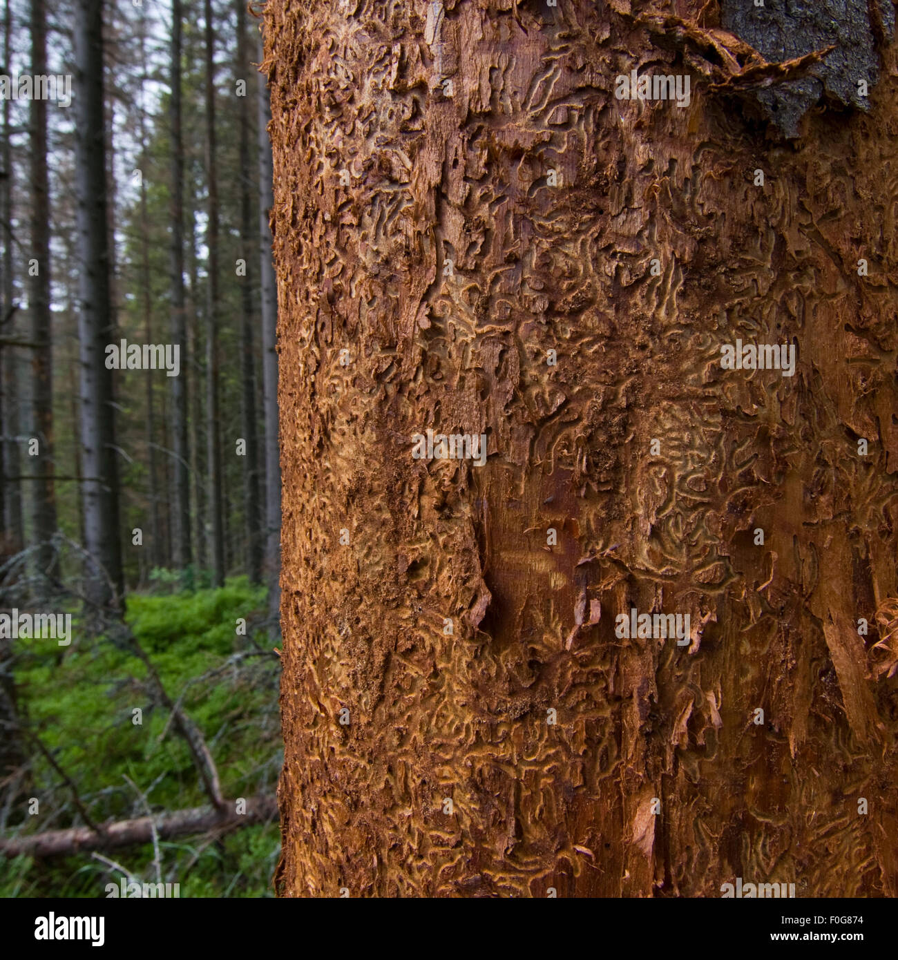 Bark of a Norway spruce (Picea abies) tree killed by Bark beetle (Scolytidae) Western Tatras, Carpathian Mountains, Slovakia, June 2009 Stock Photo